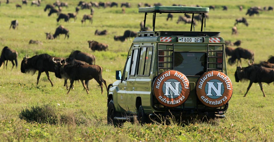 A Natural Habitat Adventures safari truck parks in front of a herd of wildebeest during the great migration in Serengeti National Park, Tanzania