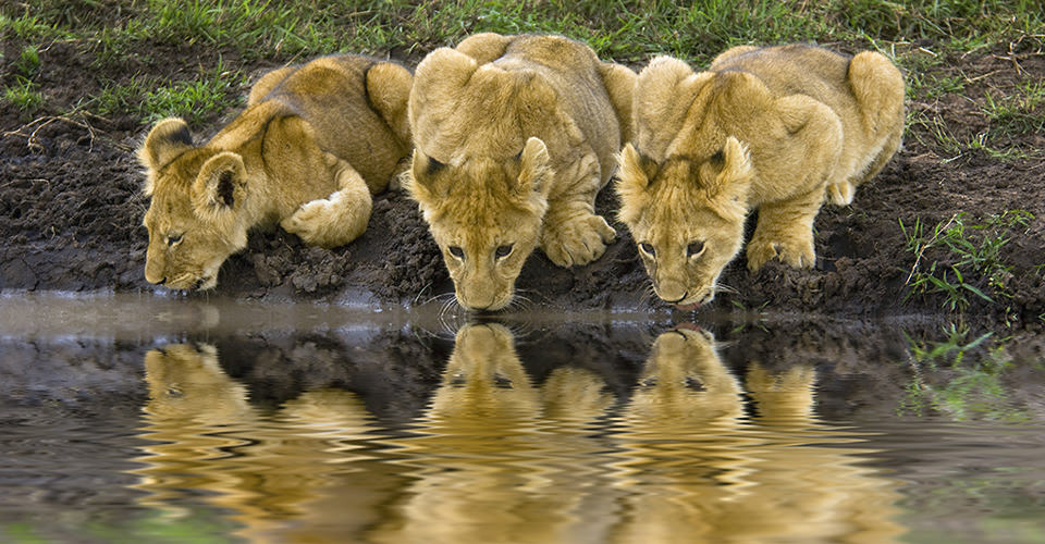 Three lion cubs drink from a waterhole in Serengeti National Park, Tanzania
