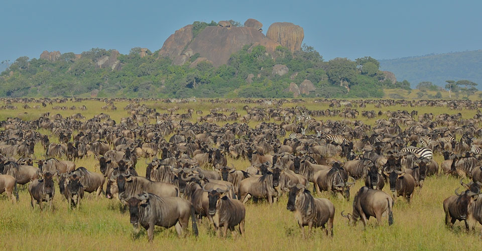 A large herd of wildebeest during the great migration in Serengeti National Park, Tanzania