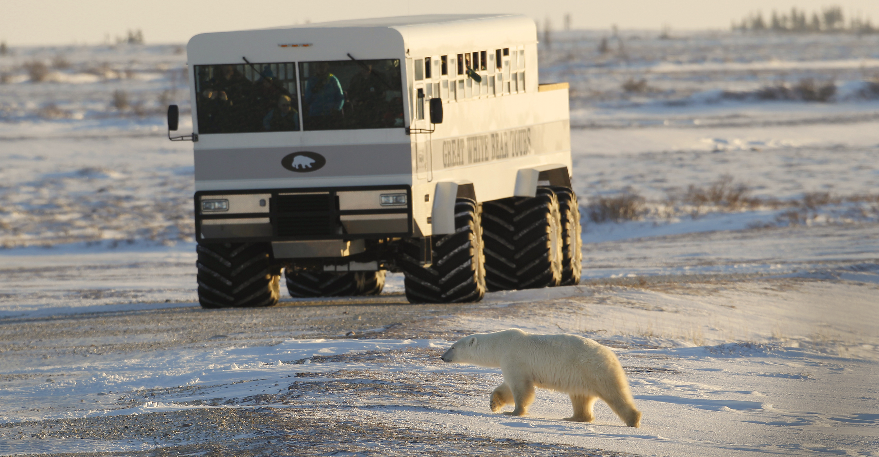 A polar bear crosses in front of a Polar Rover on the tundra, Hudson Bay, Churchill, Manitoba, Canada
