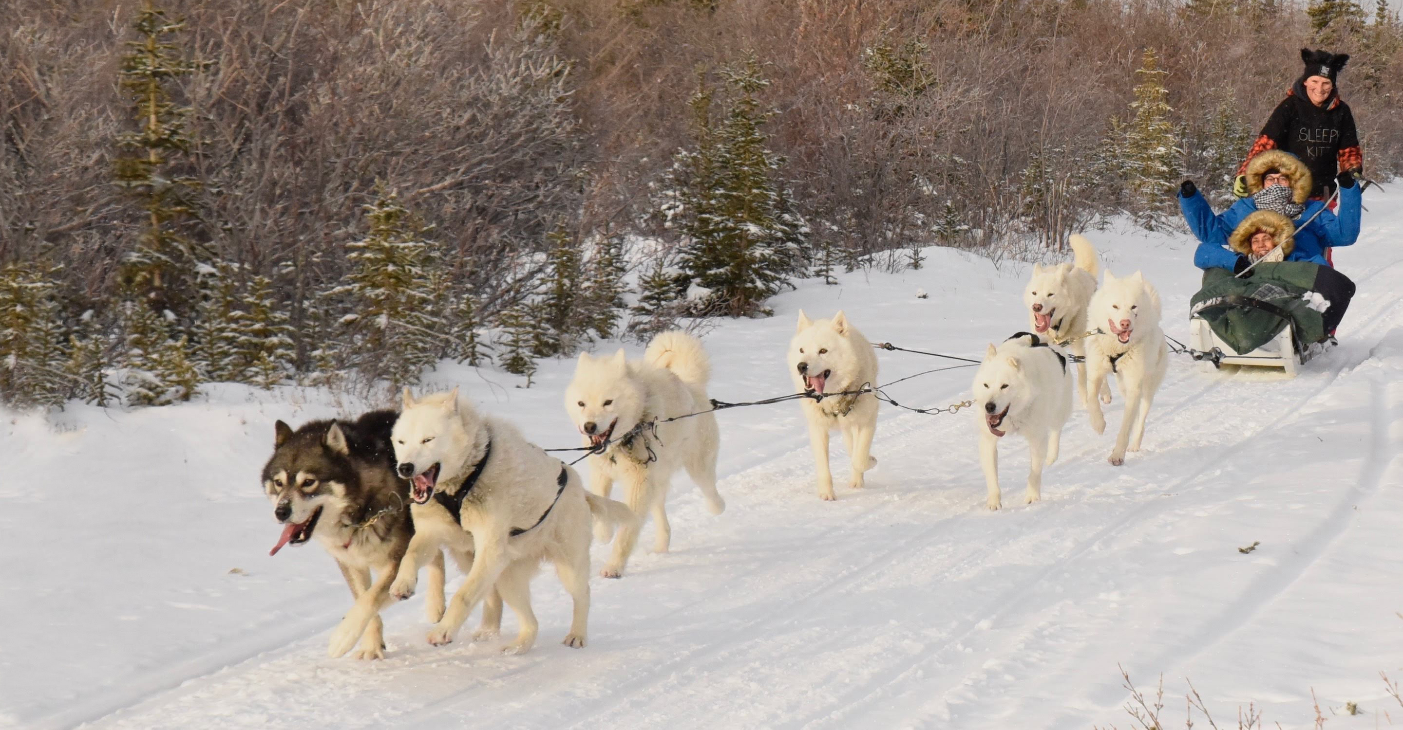 Natural Habitat Adventures travelers ride in a dogsled, Churchill, Manitoba, Canada