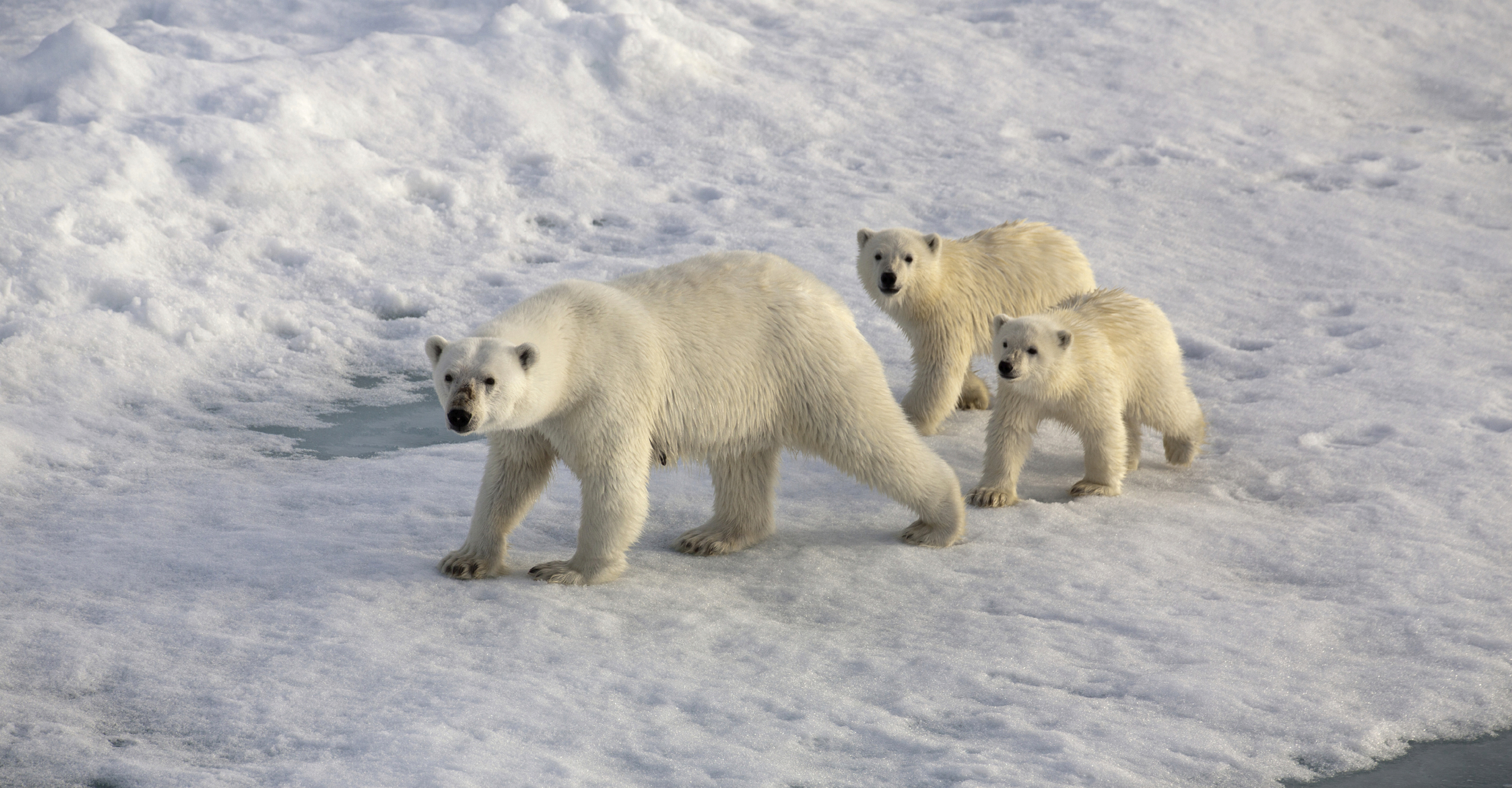 Aerial view of a polar bear mother and her two cubs walking on the tundra near the Hudson Bay, Churchill, Manitoba, Canada