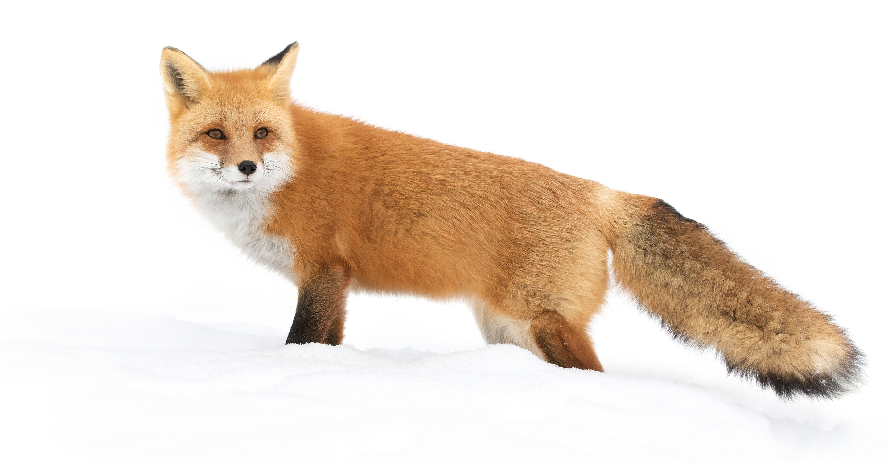 A red fox stands in the snow on the tundra, Churchill, Manitoba, Canada