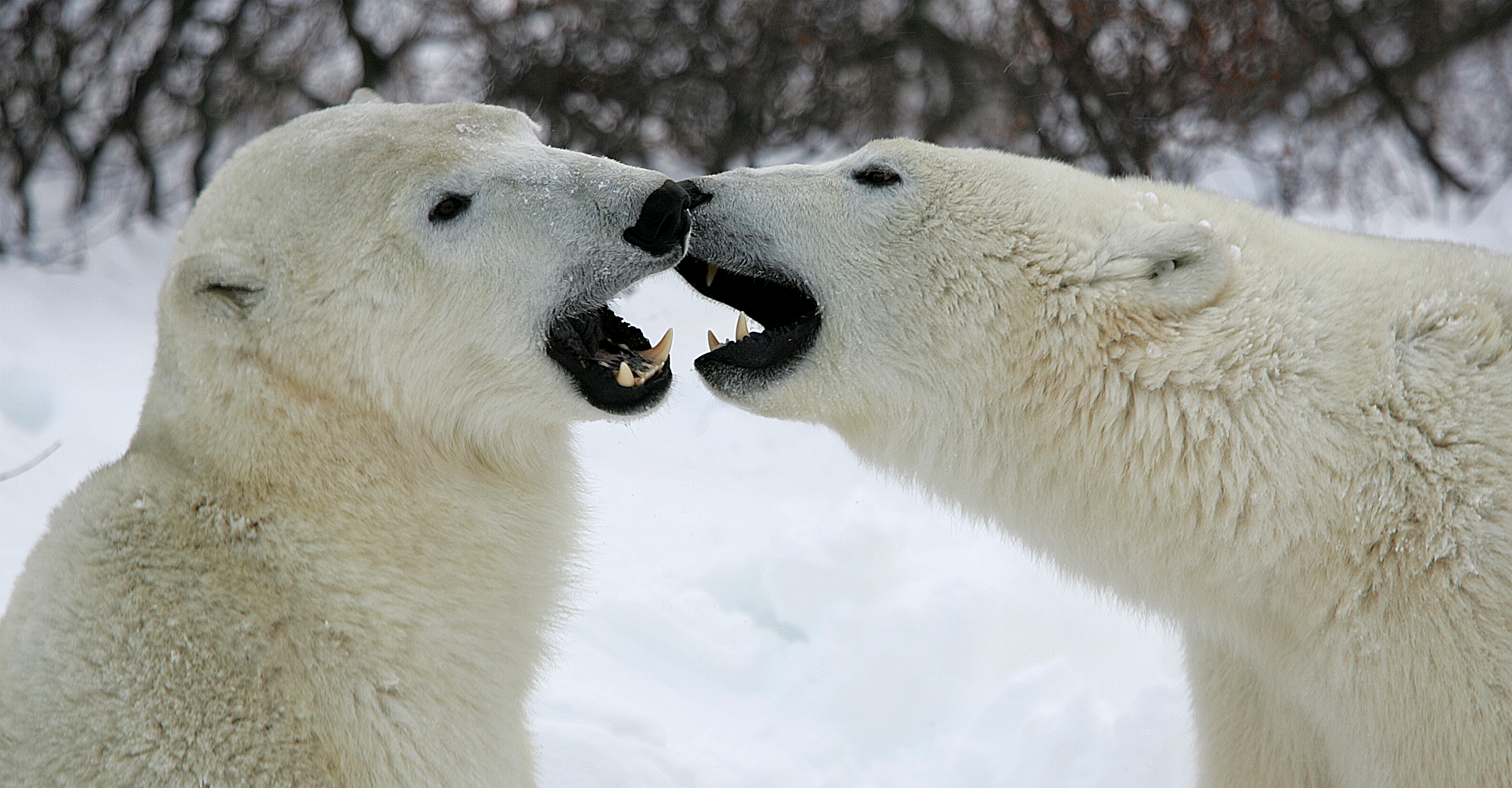A close-up of two polar bears sparring on the tundra, Churchill, Manitoba, Canada