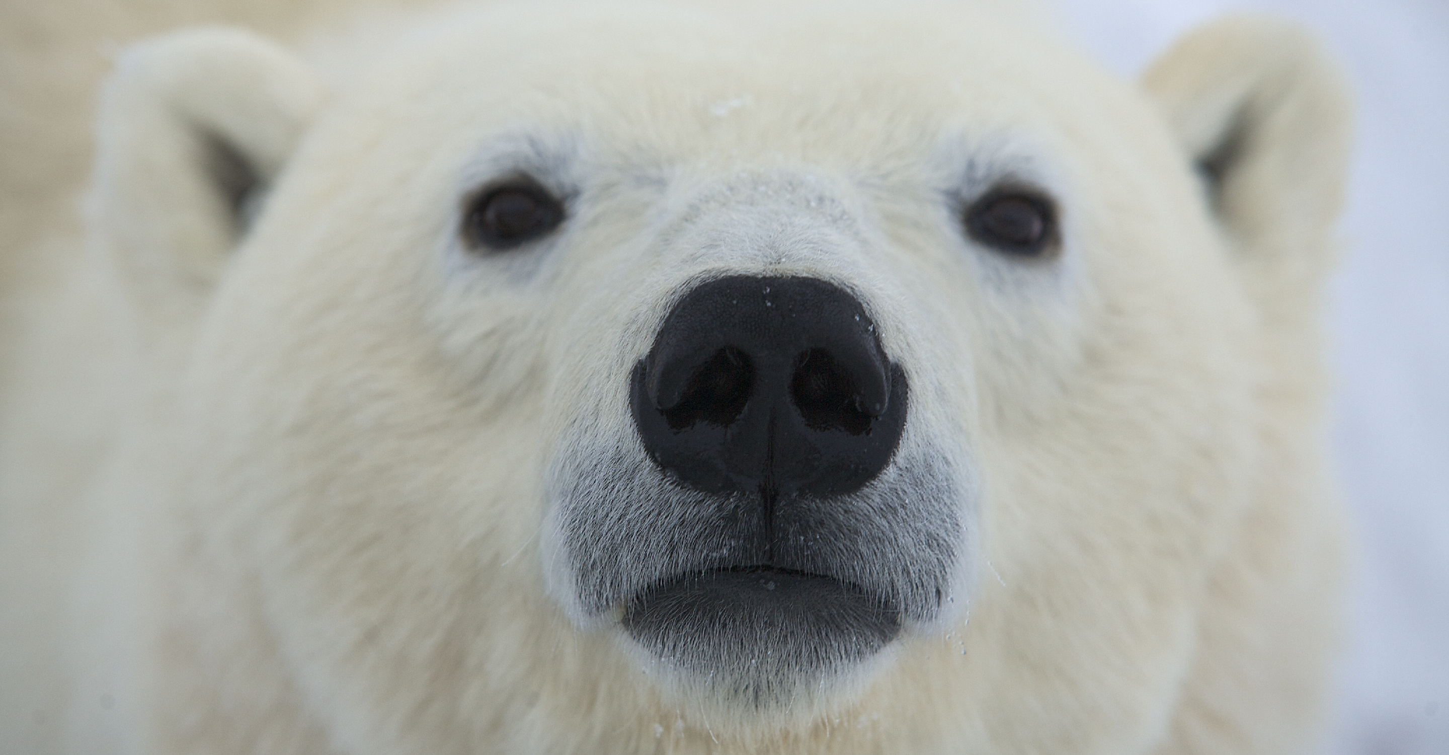 A close-up of a polar bear on the tundra, Hudson Bay, Churchill, Manitoba, Canada