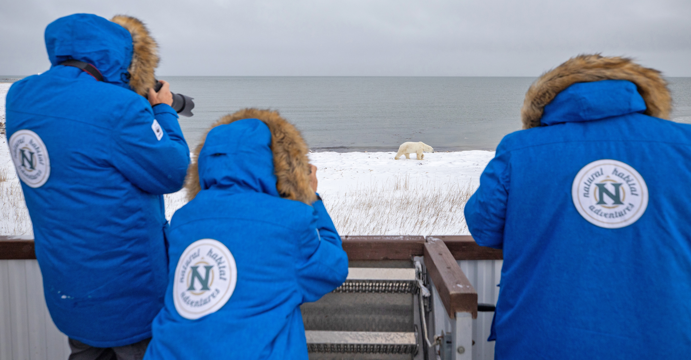 Three Natural Habitat Adventures travelers stand on the deck of a Polar Rover and photograph a polar bear on the edge of the Hudson Bay, Churchill, Manitoba, Canada