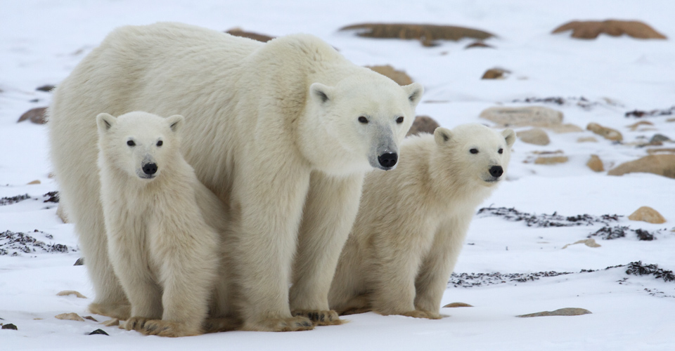 Polar Bear Pictures