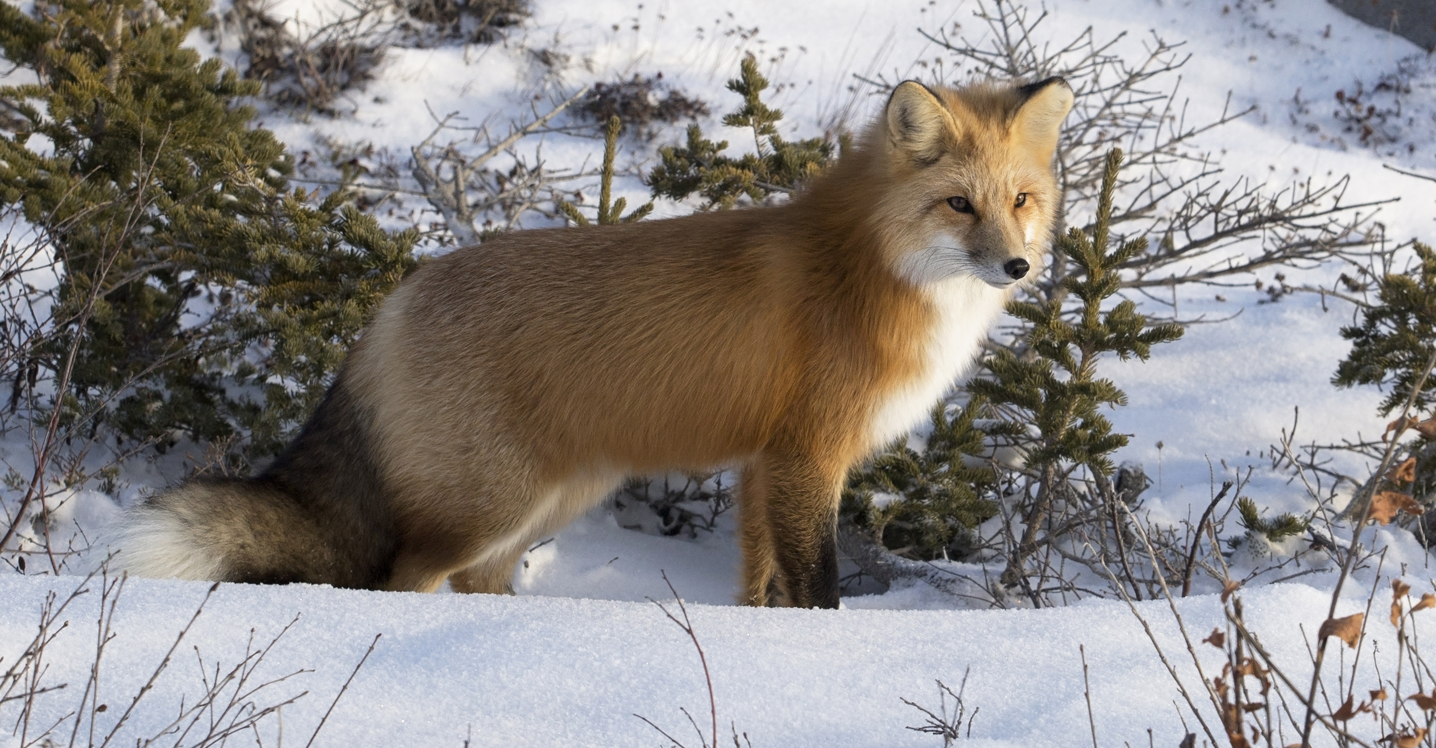 A red fox surveys the tundra outside of Churchill, Manitoba, Canada