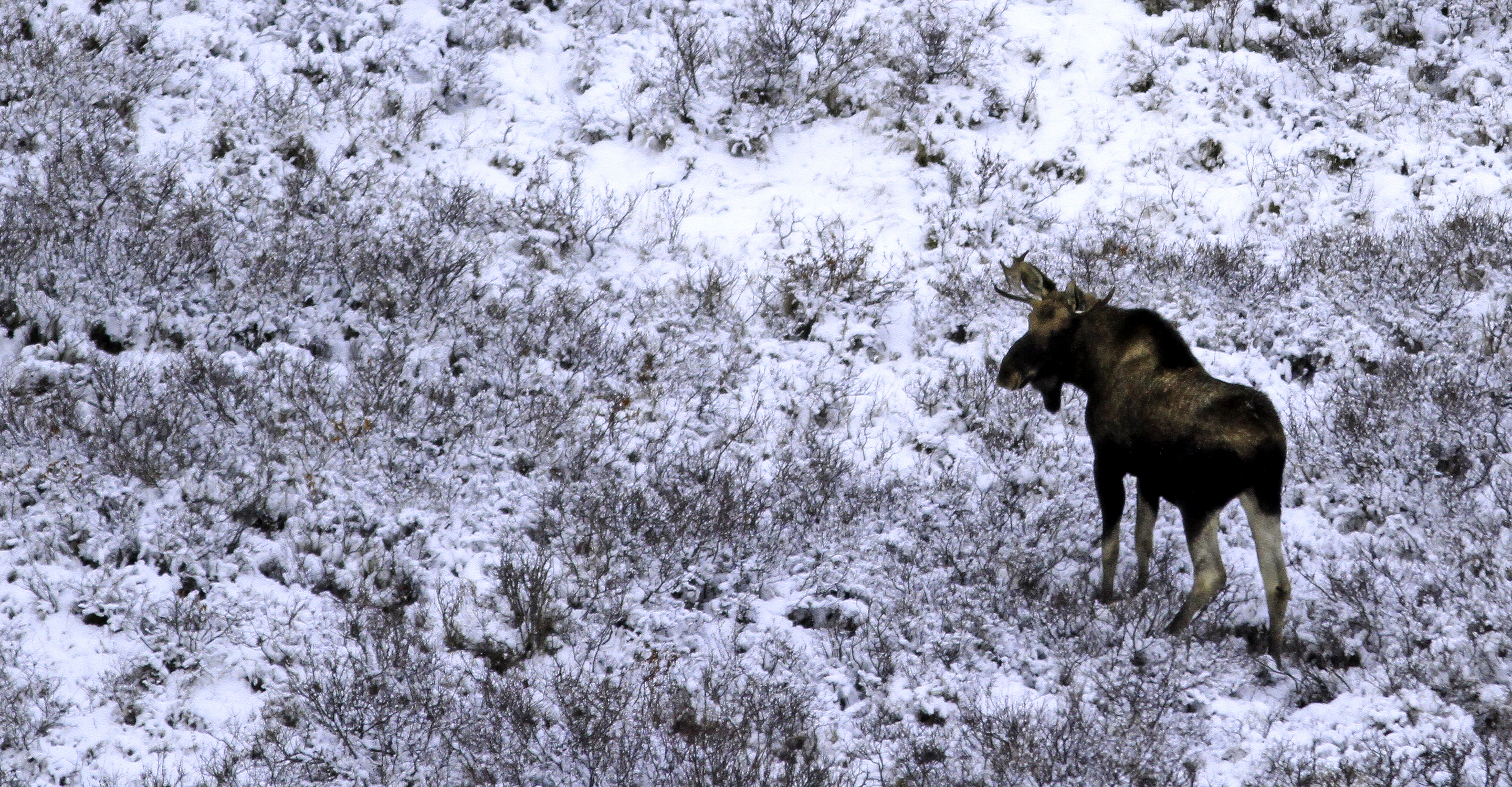 An aerial view of a bull moose standing on the snowy tundra, Churchill, Canada