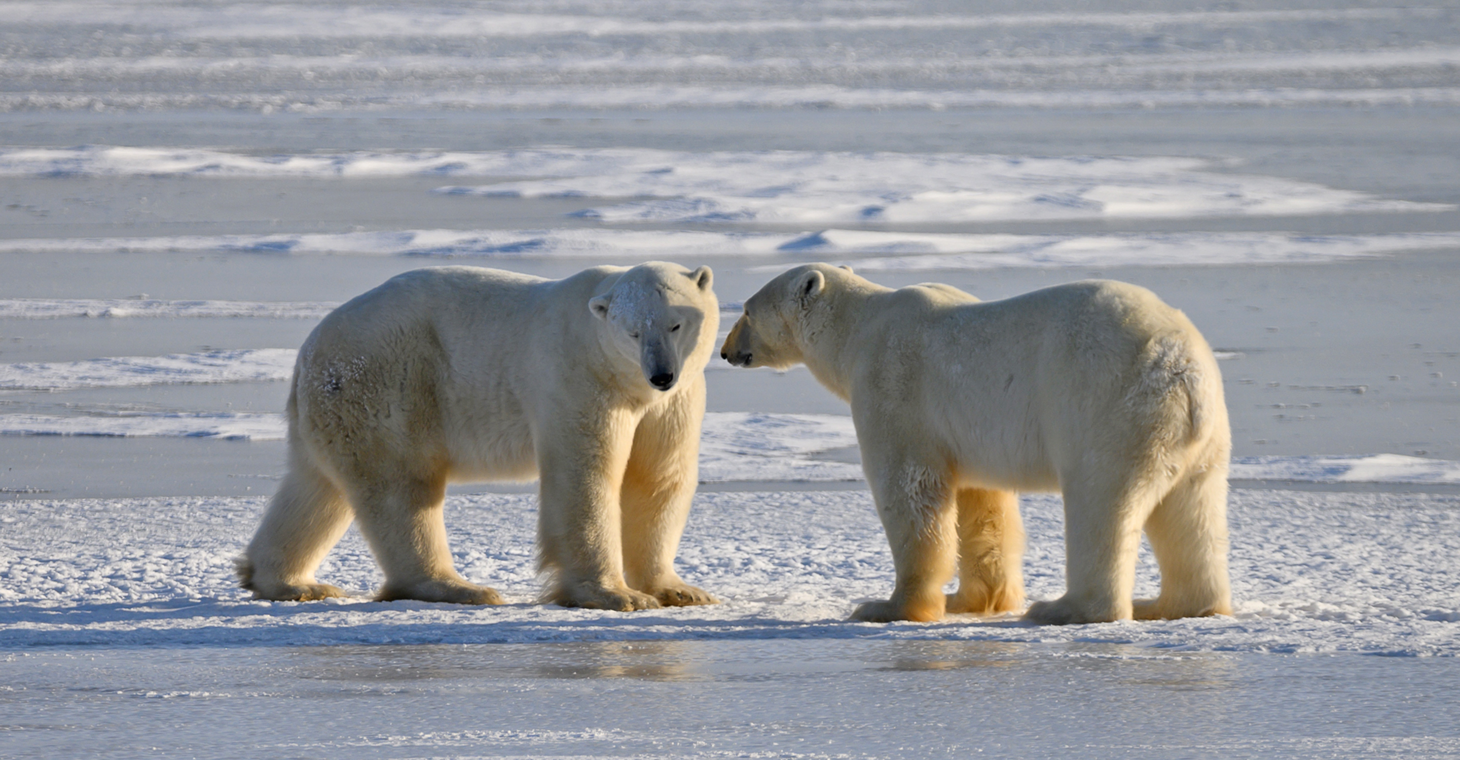Two polar bears greet each other on the frozen tundra, Hudson Bay, Churchill, Manitoba, Canda