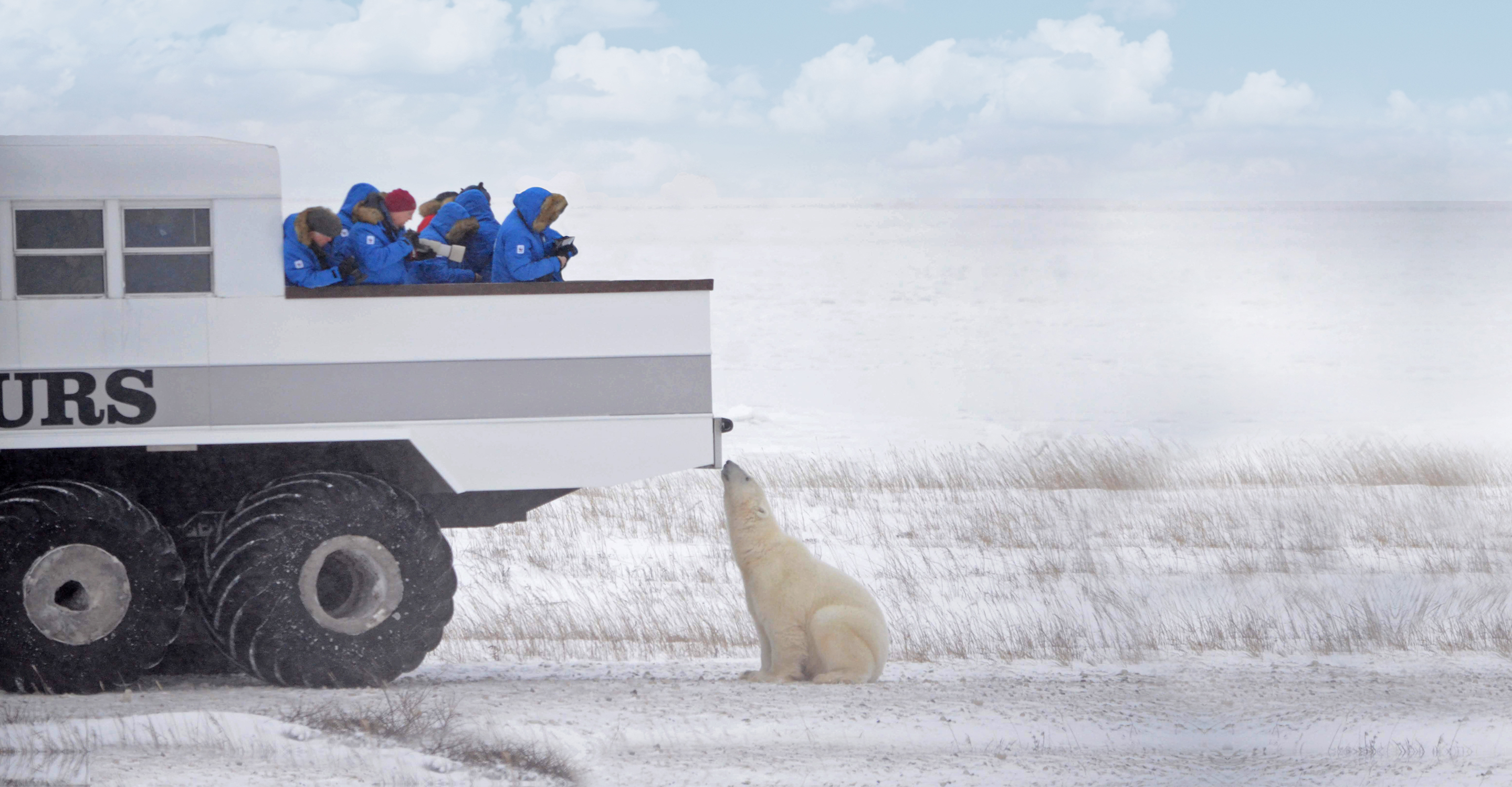 A polar bear sniffs the deck of a Polar Rover while Natural Habitat Adventures travelers photograph it, Churchill, Manitoba, Canada