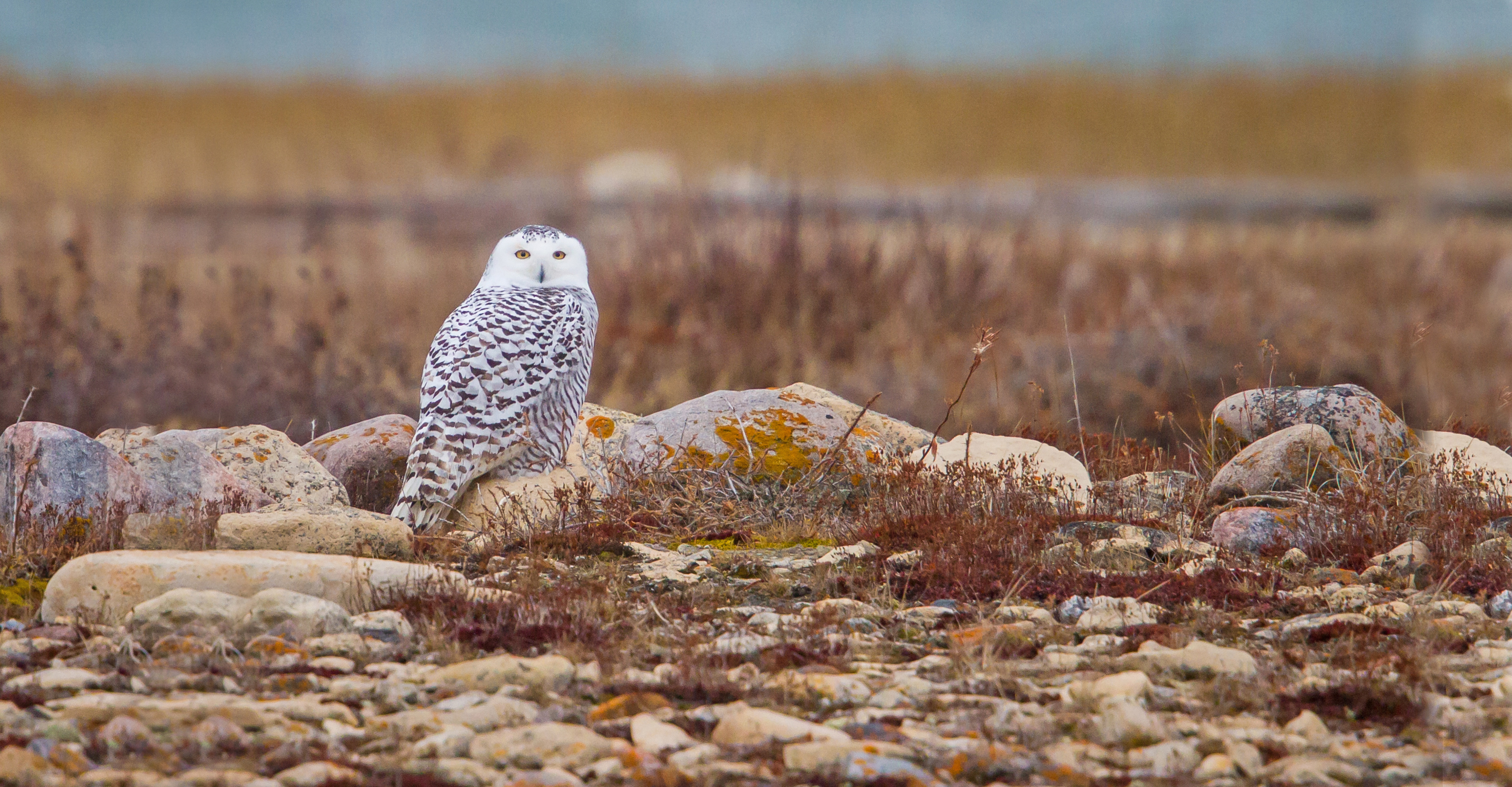 A snowy owl perches on a rock on the tundra, Churchill, Manitoba, Canada