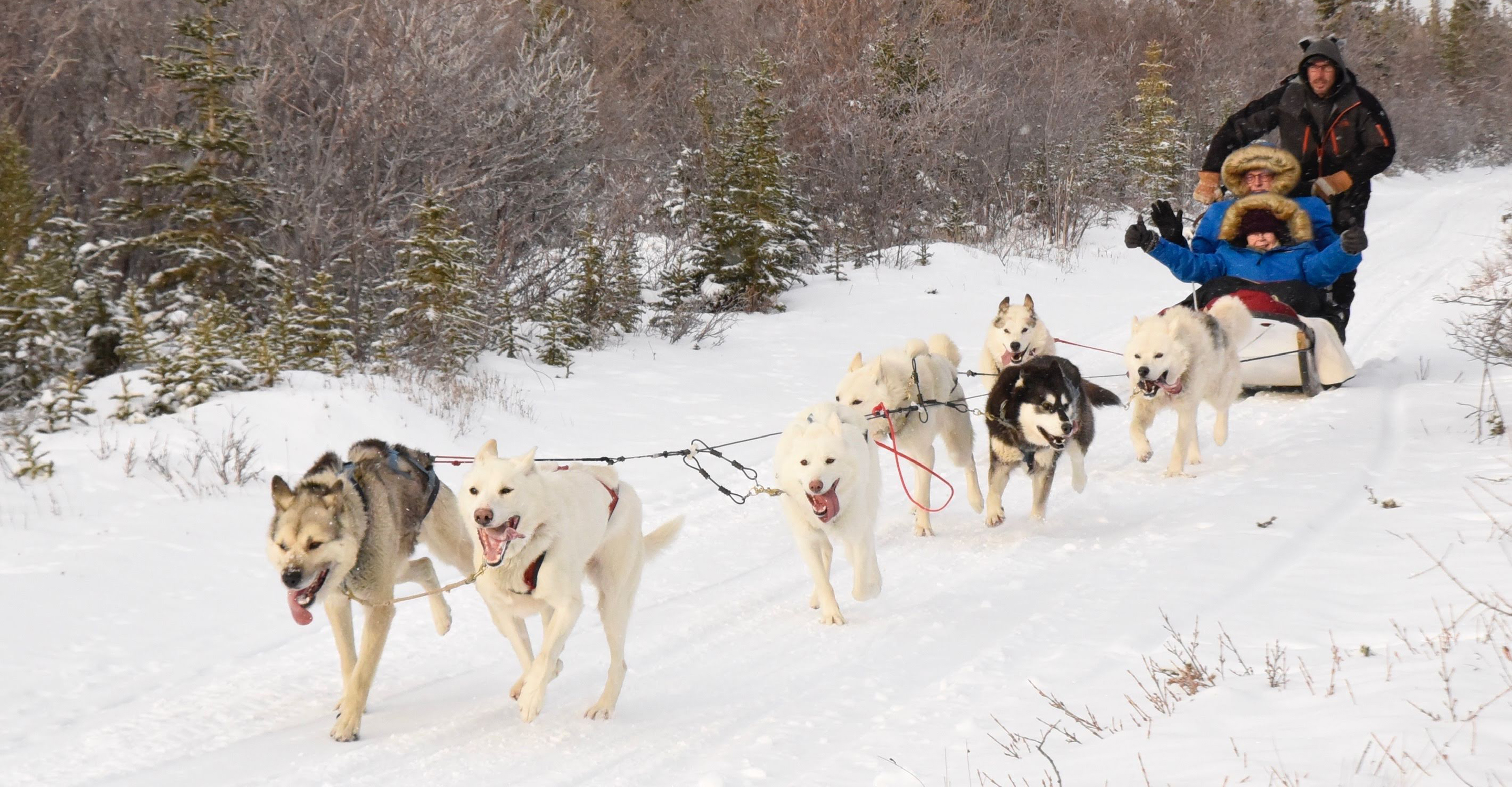 Natural Habitat Adventures travelers go for a ride in a dogsled, Churchill, Manitoba, Canada