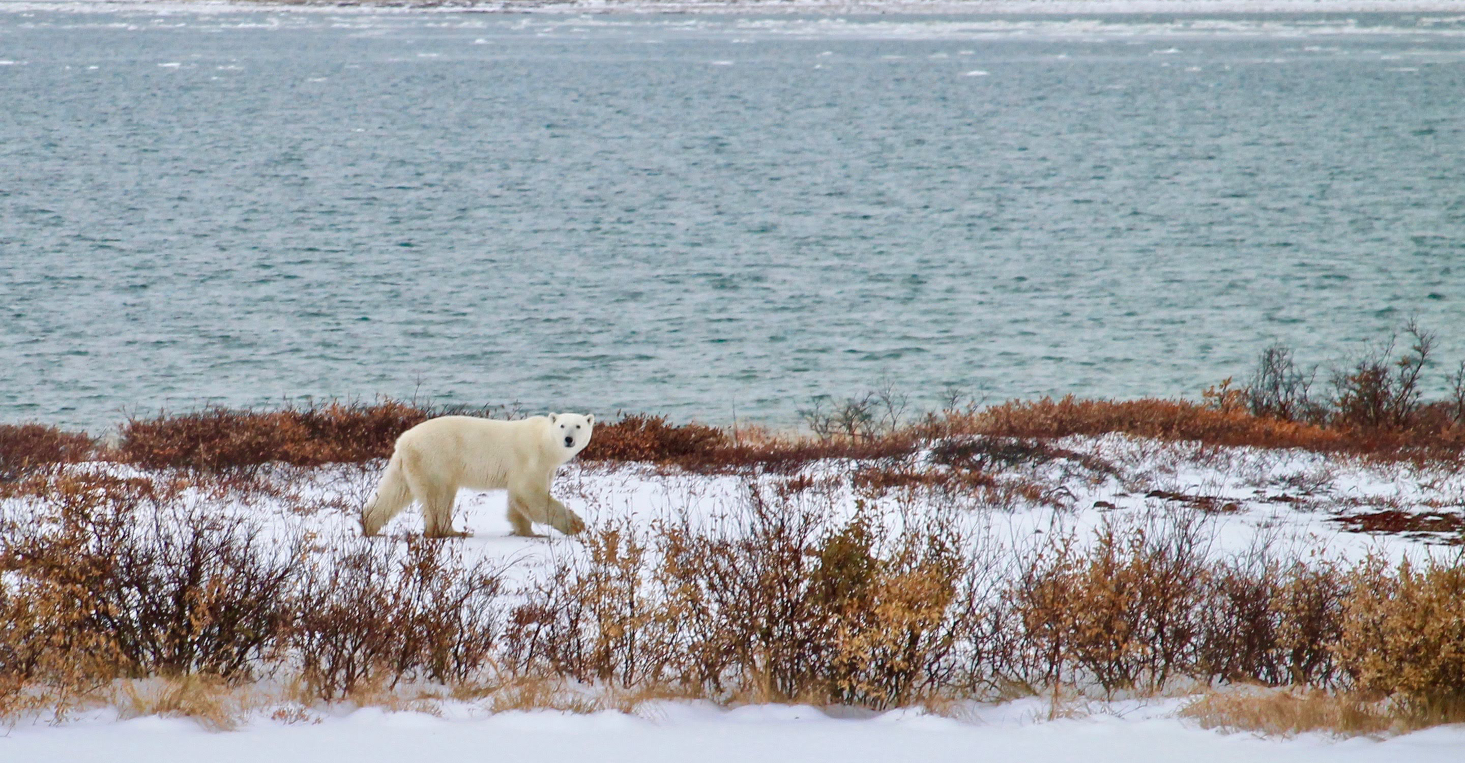A polar bear walks along the edge of the Hudson Bay, Churchill, Manitoba, Canada