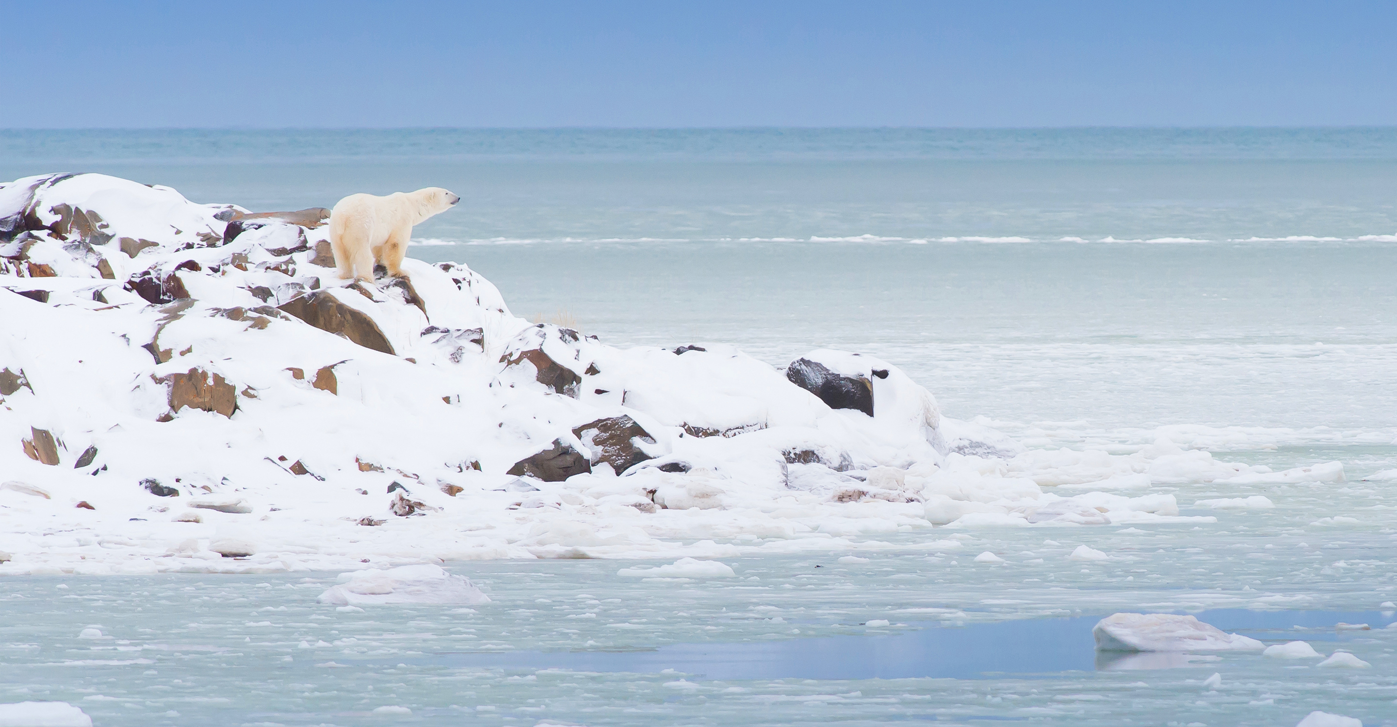 A polar bear stands on the edge of a frozen Hudson Bay, Churchill, Manitoba, Canada