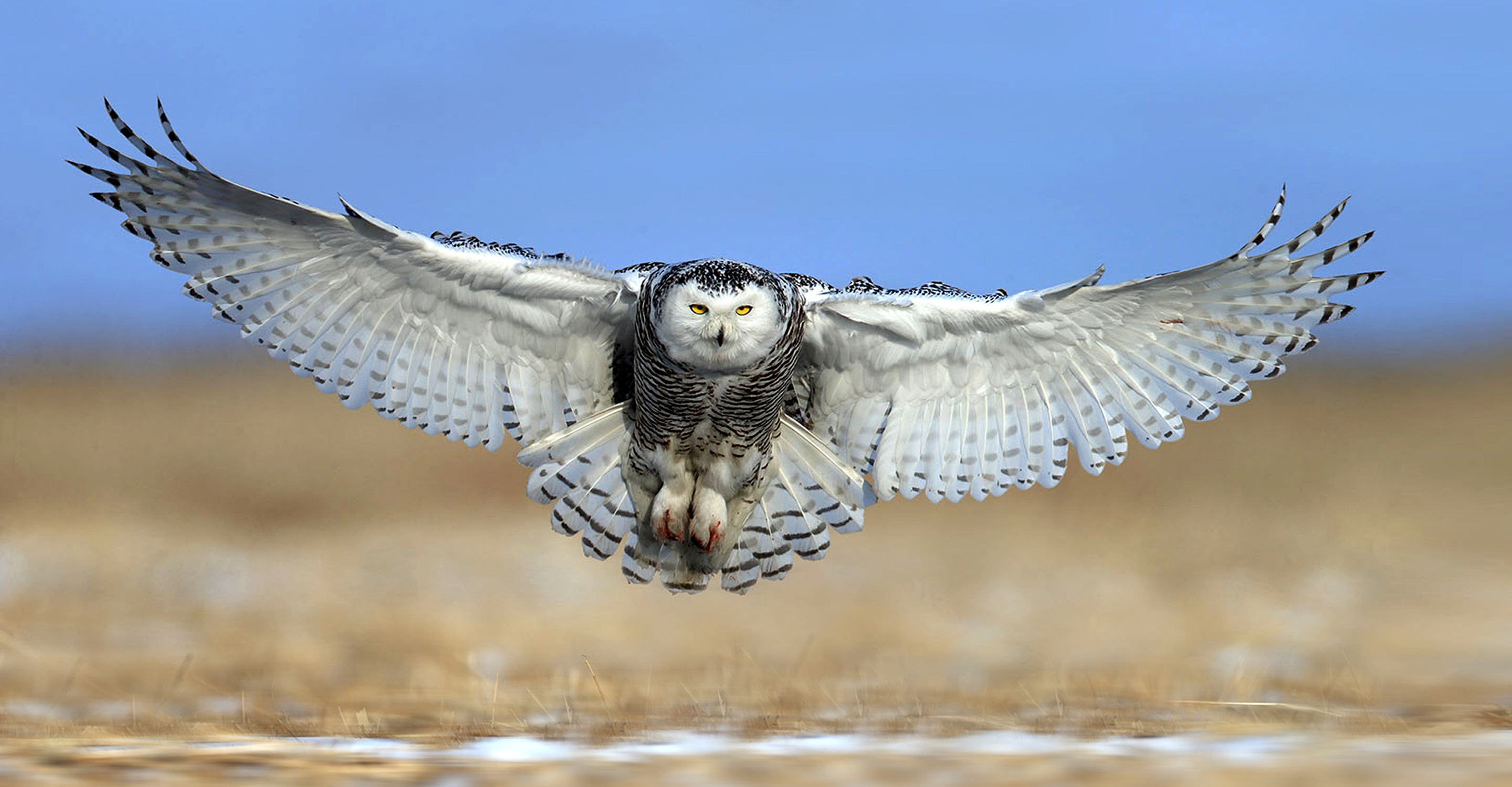 A snowy owl comes in for a landing on the tundra, Churchill, Manitoba, Canada