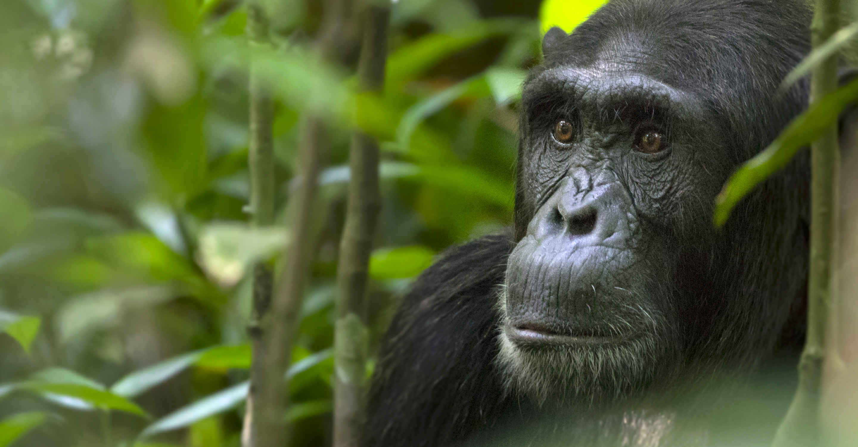 Close-up of a chimpanzee in Uganda