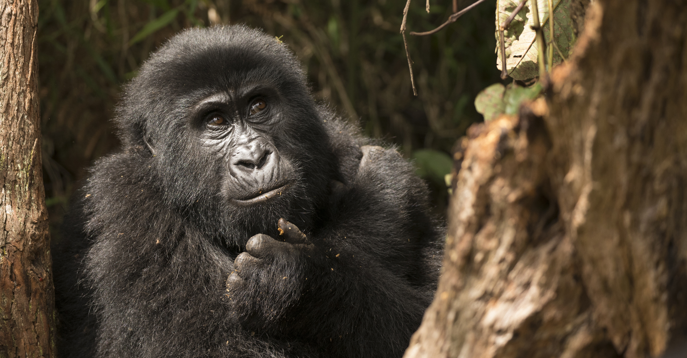 Close-up of a young mountain gorilla in Bwindi Impenetrable National Park, Uganda