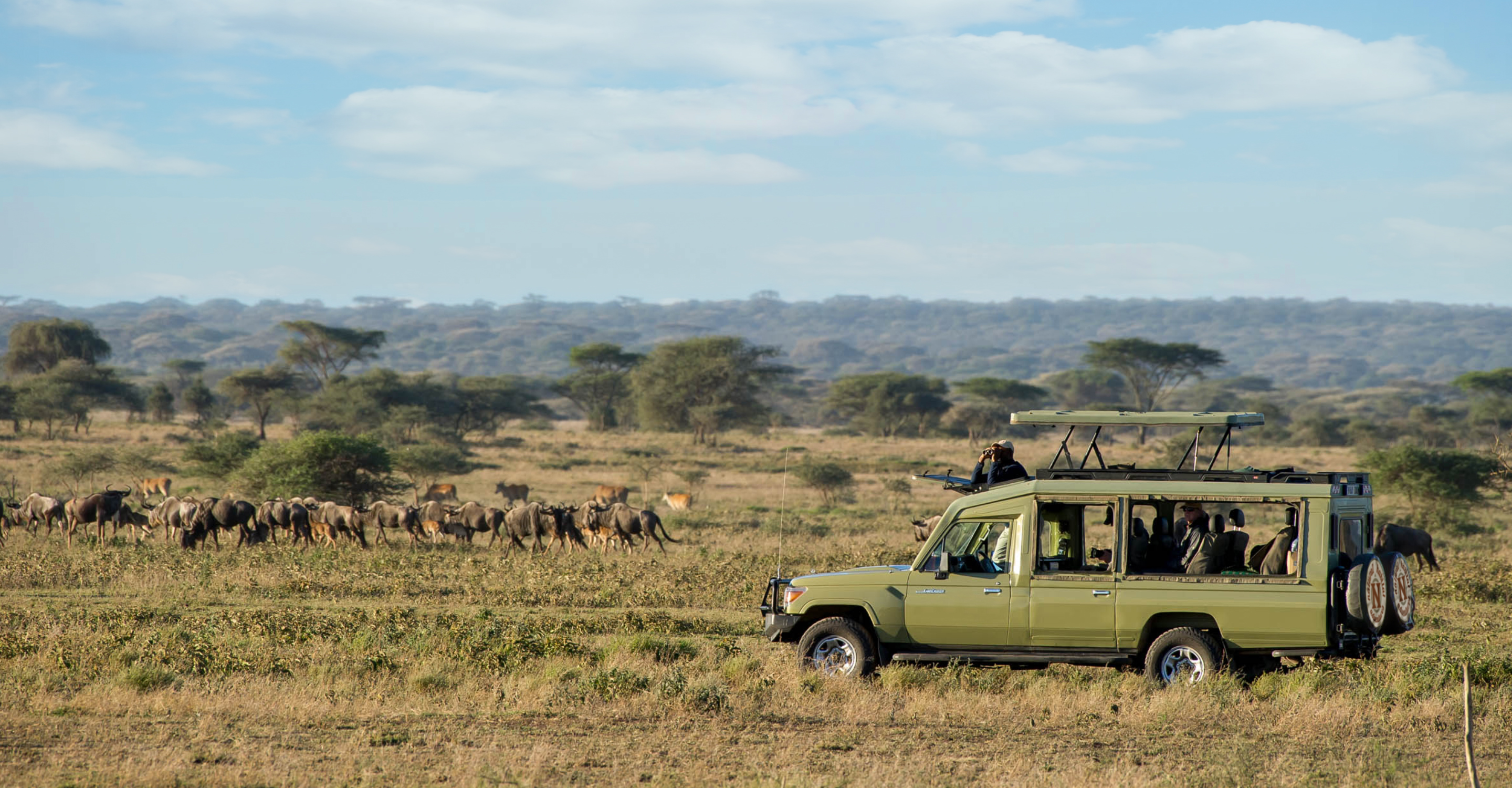 A guide uses binoculars to search for wildlife from the safari vehicle near a heard of wildebeest, Serengeti, Tanzania