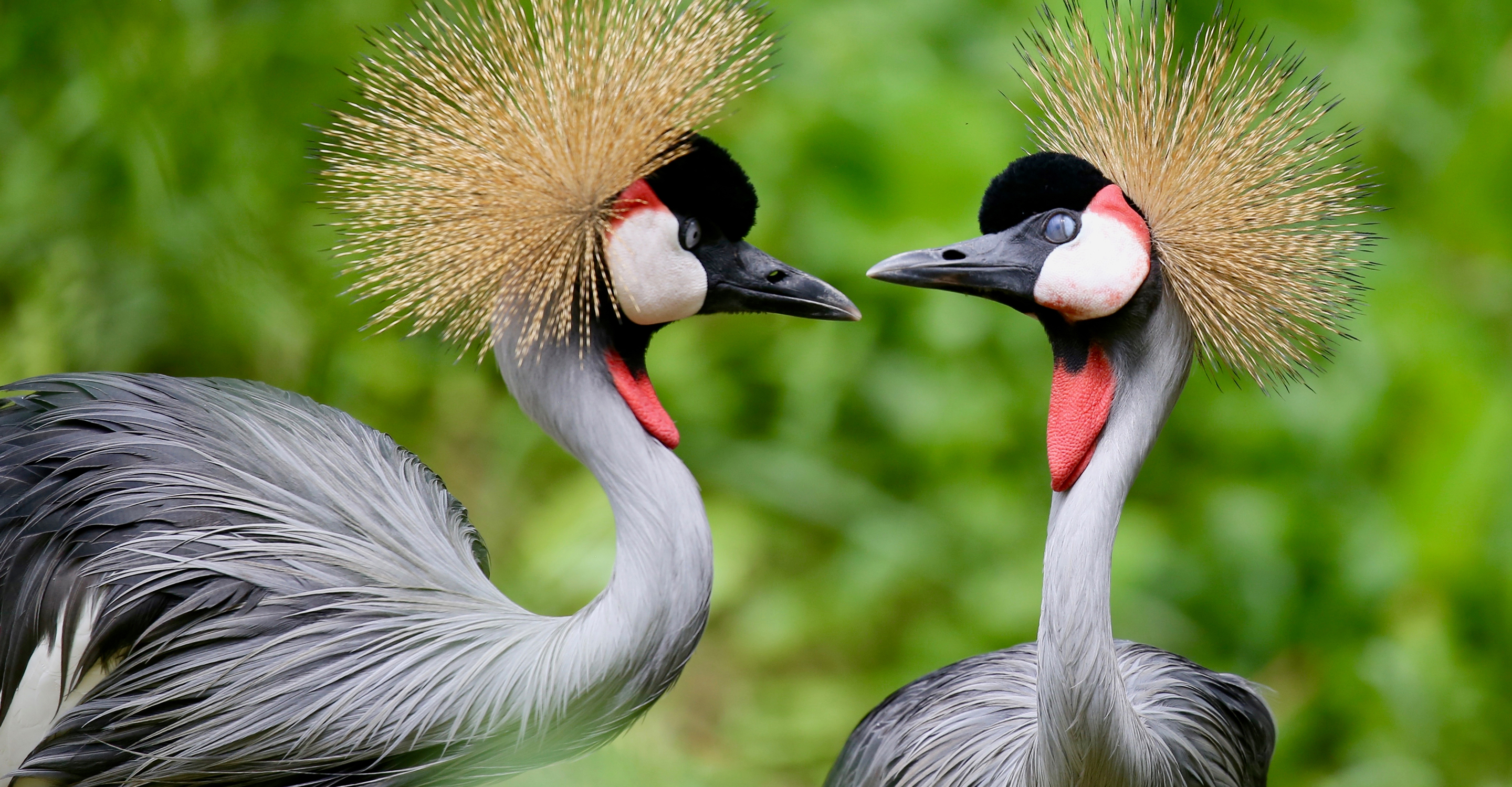 Two gray crowned cranes in Bwindi Impenetrable National Park, Uganda