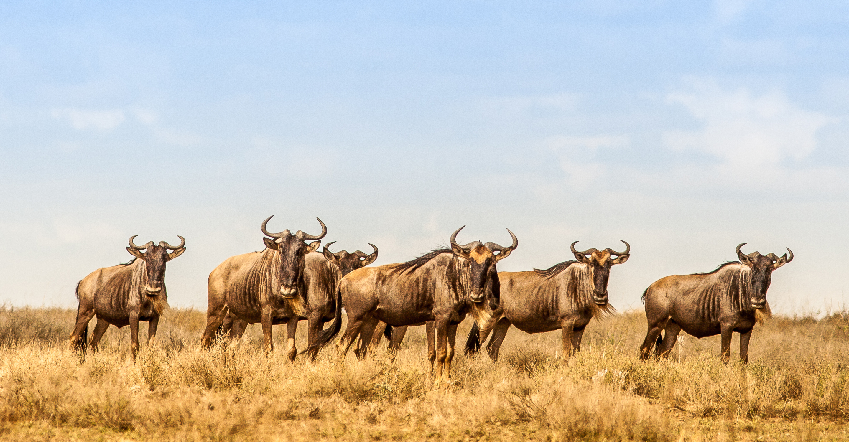 A herd of wildebeests in the Serengeti, Tanzania