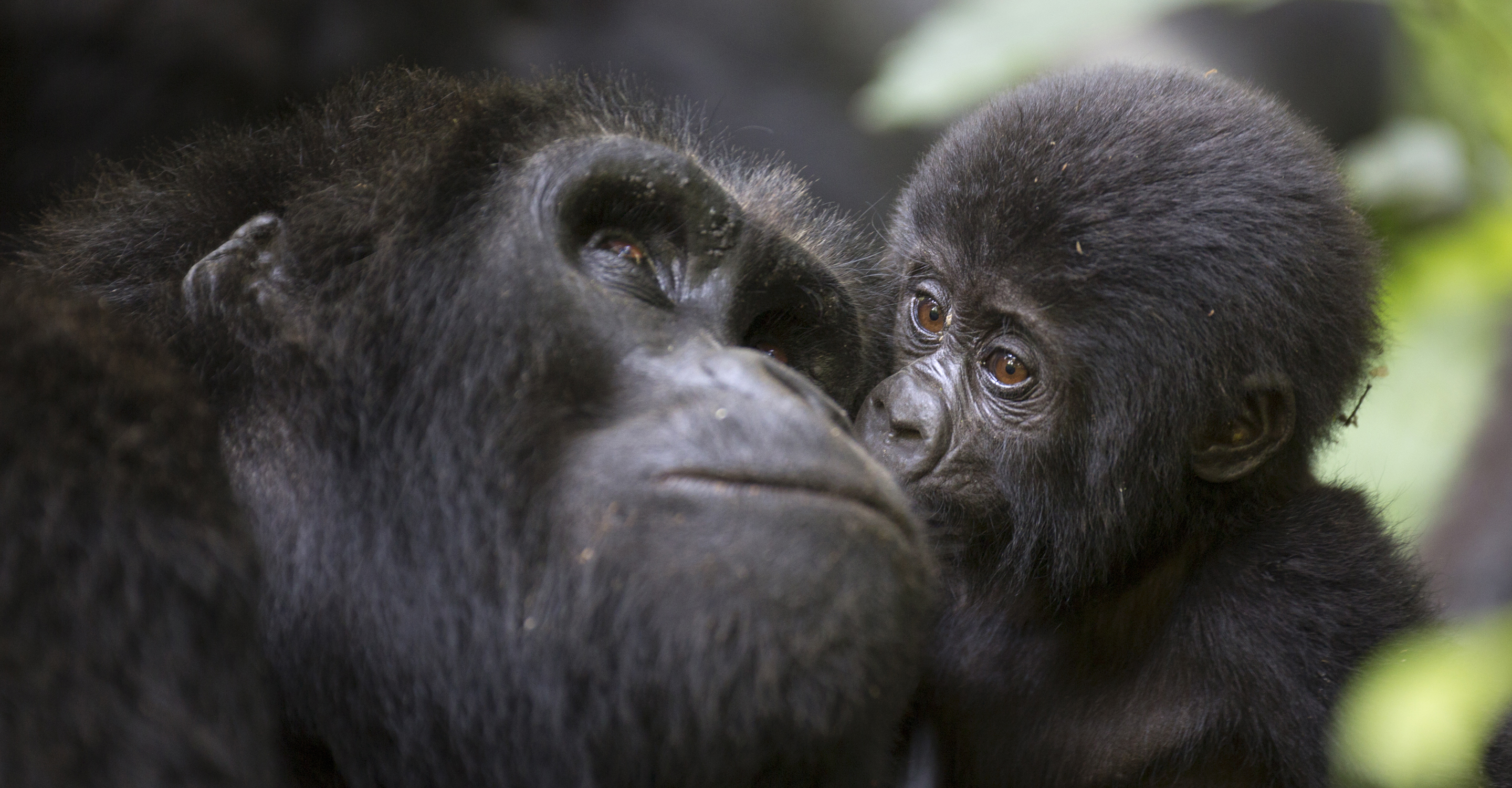 A baby mountain wild gorilla kisses his mother, Bwindi Impenetrable National Park, Uganda