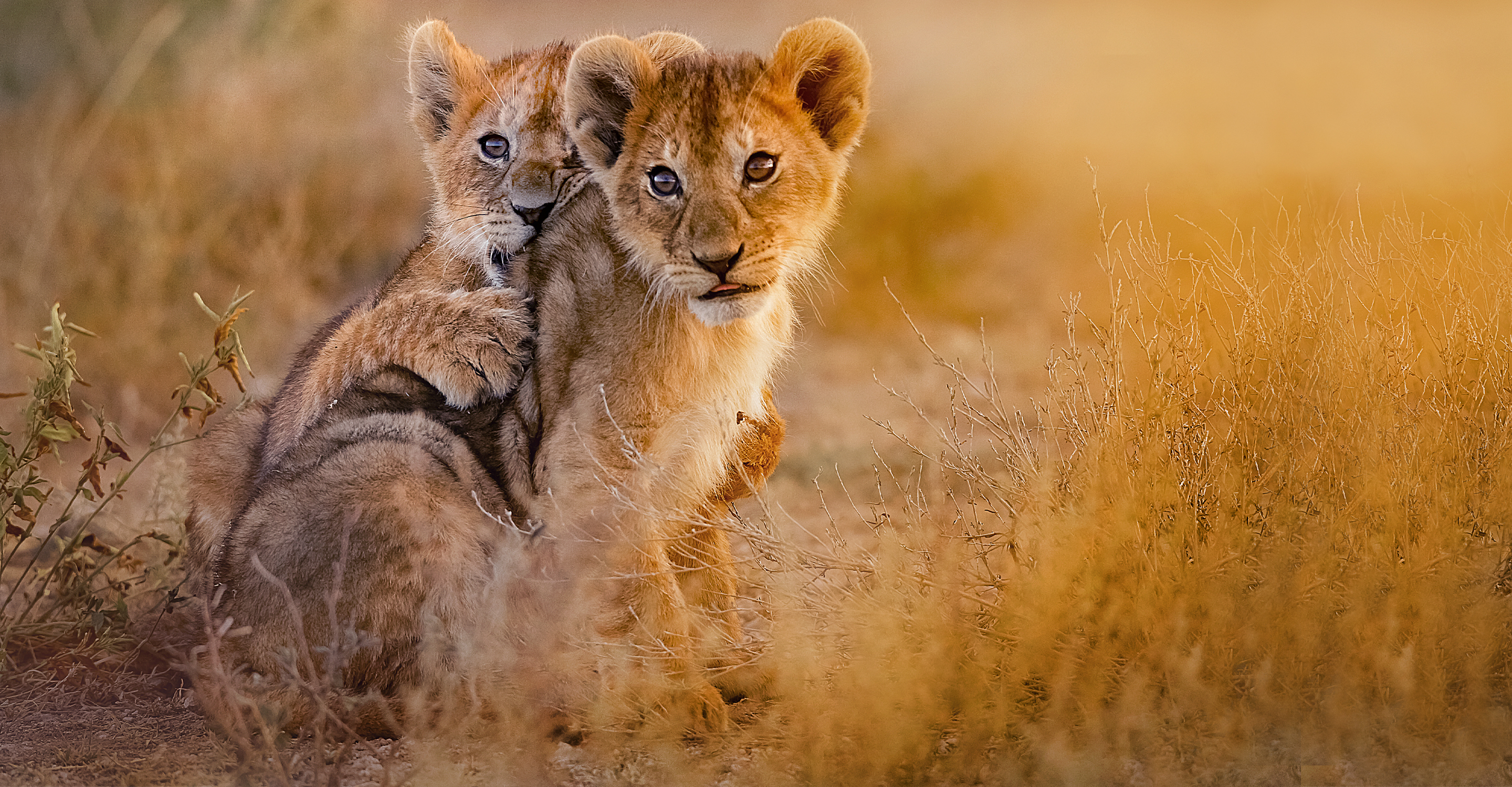 Two lion cubs in the Northern Serengeti, Tanzania