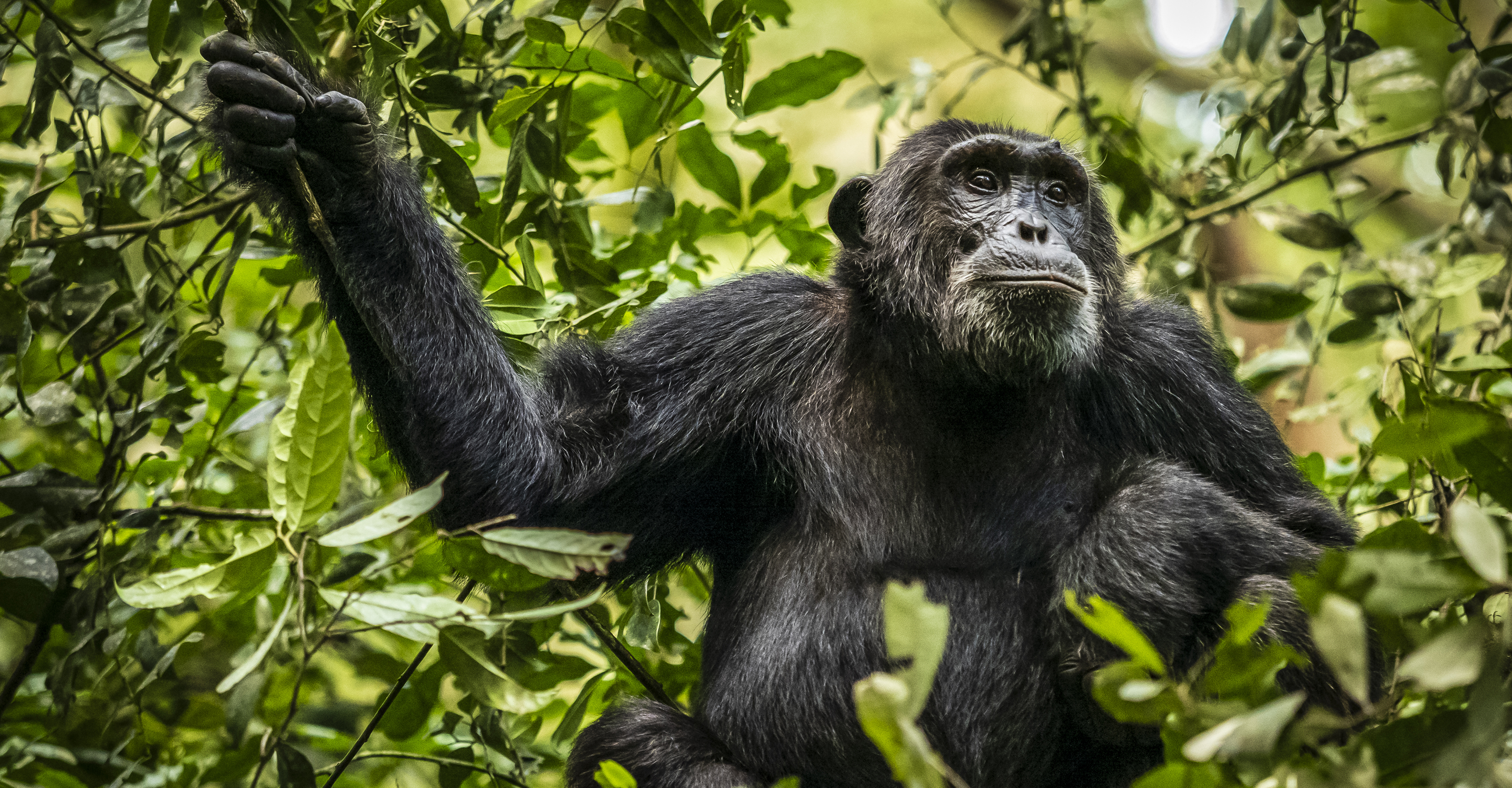 Close-up of a chimpanzee in a tree in Kibale National Park, Uganda