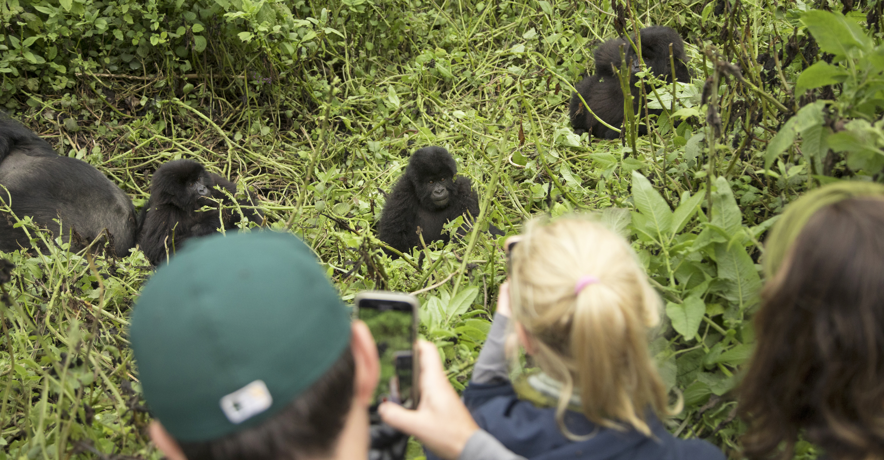 Travelers view a group of mountain gorillas in Volcanoes National Park, Rwanda