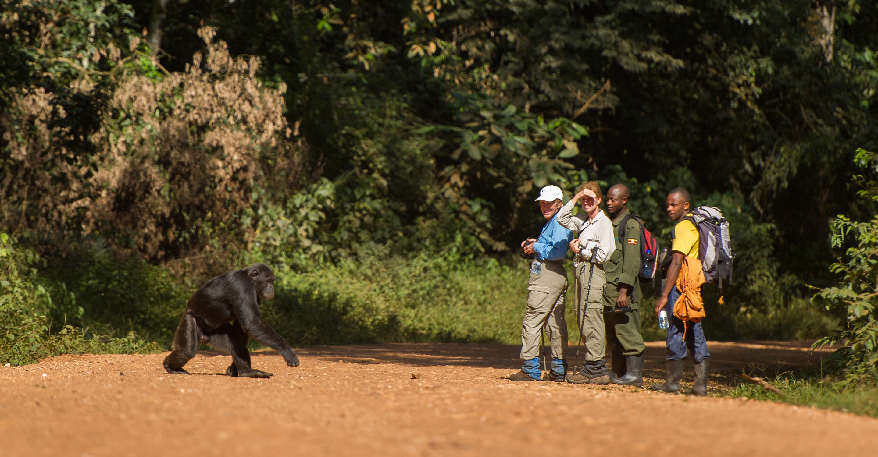 Travelers come across a chimpanzee while hiking in Kibale National Park