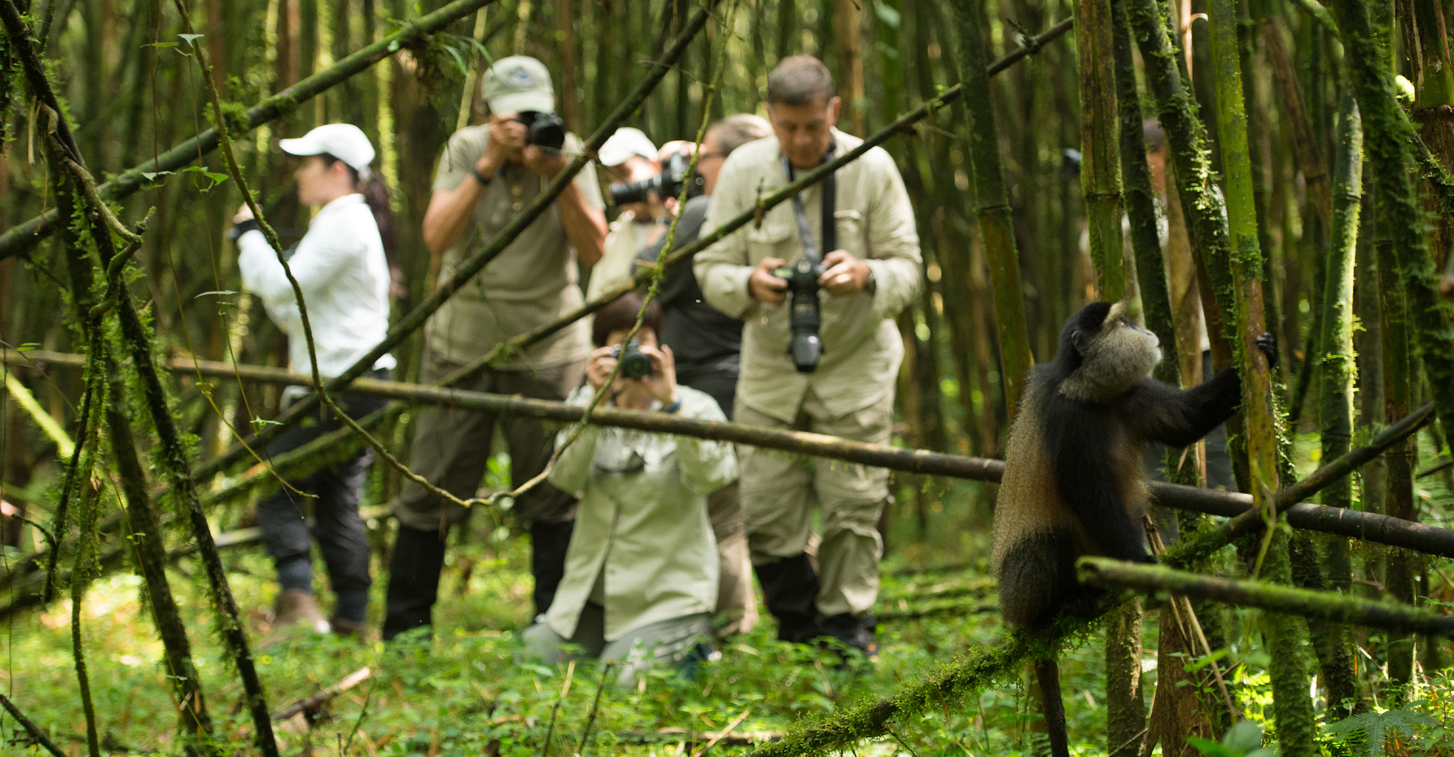 Travelers photograph a golden monkey in Volcanoes National Park, Rwanda