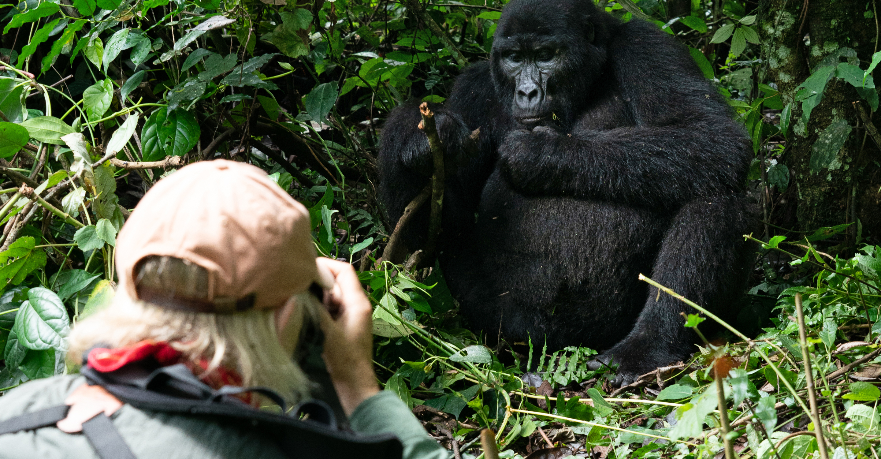 A traveler gets an up-close encounter while photographing a mother and baby mountain gorilla, Volcanoes National Park, Rwanda