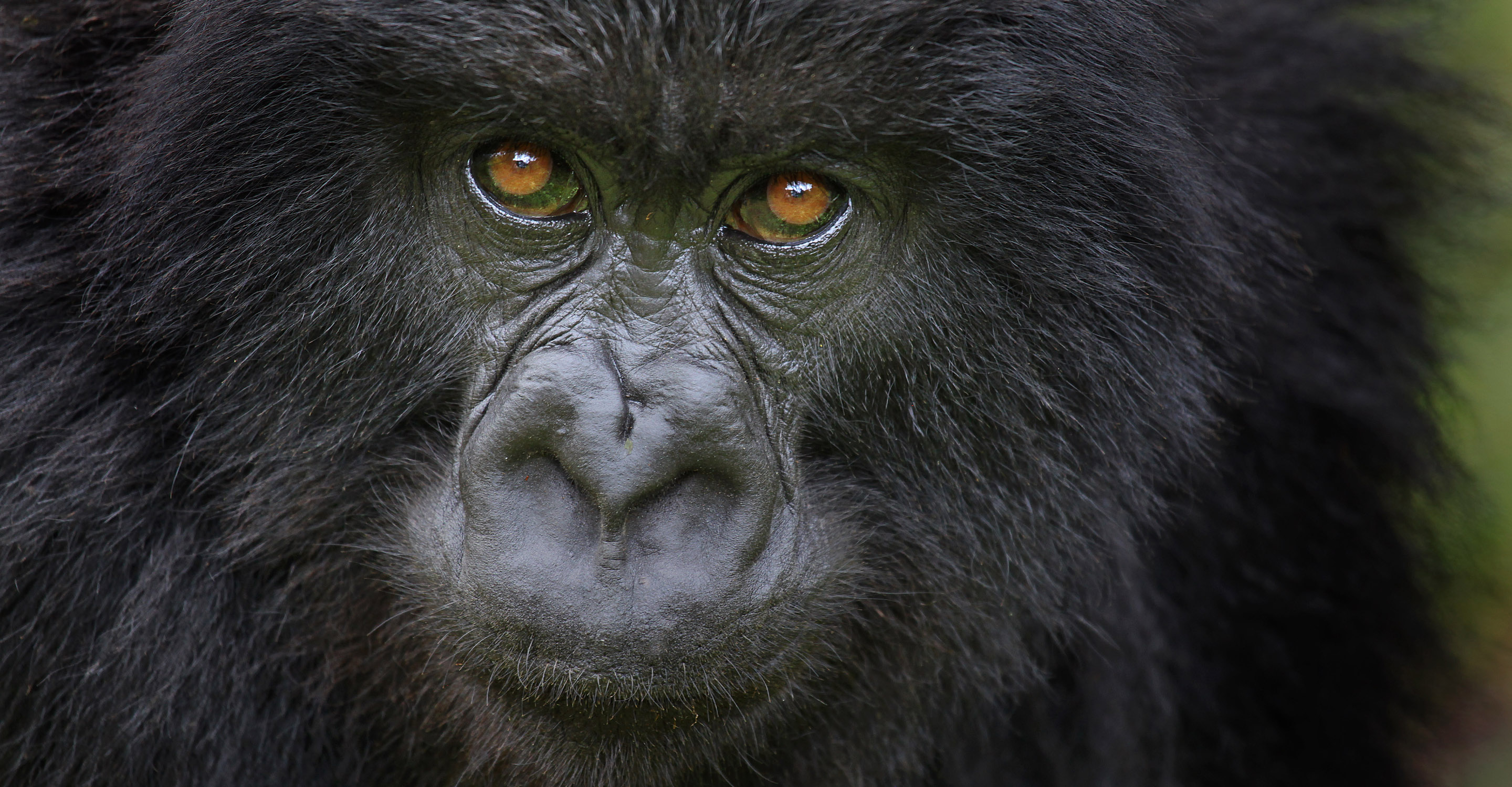 Close-up of a young mountain gorilla in Bwindi Impenetrable National Park, Uganda