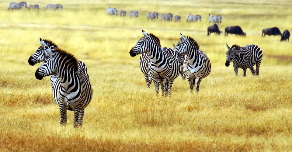 A herd of zebra and wildebeest graze in the grasses of the Mara Conservancy, Kenya