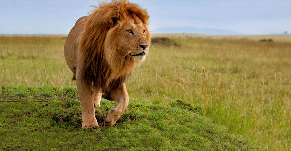 A male African lion views the landscape of the Mara Conservancy, Kenya