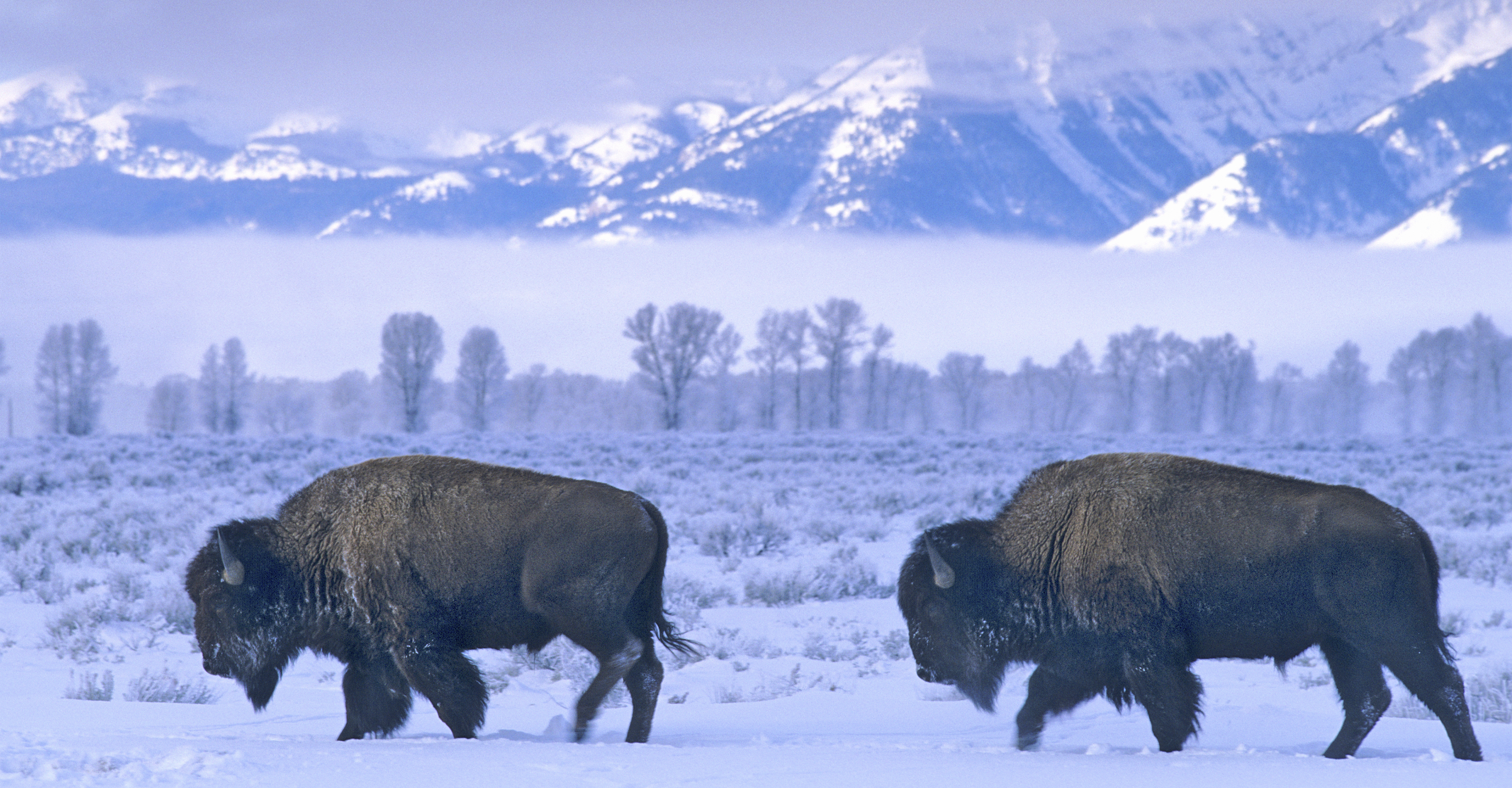 Two American bison walk in the snowy landscape of Grand Teton National Park, United States
