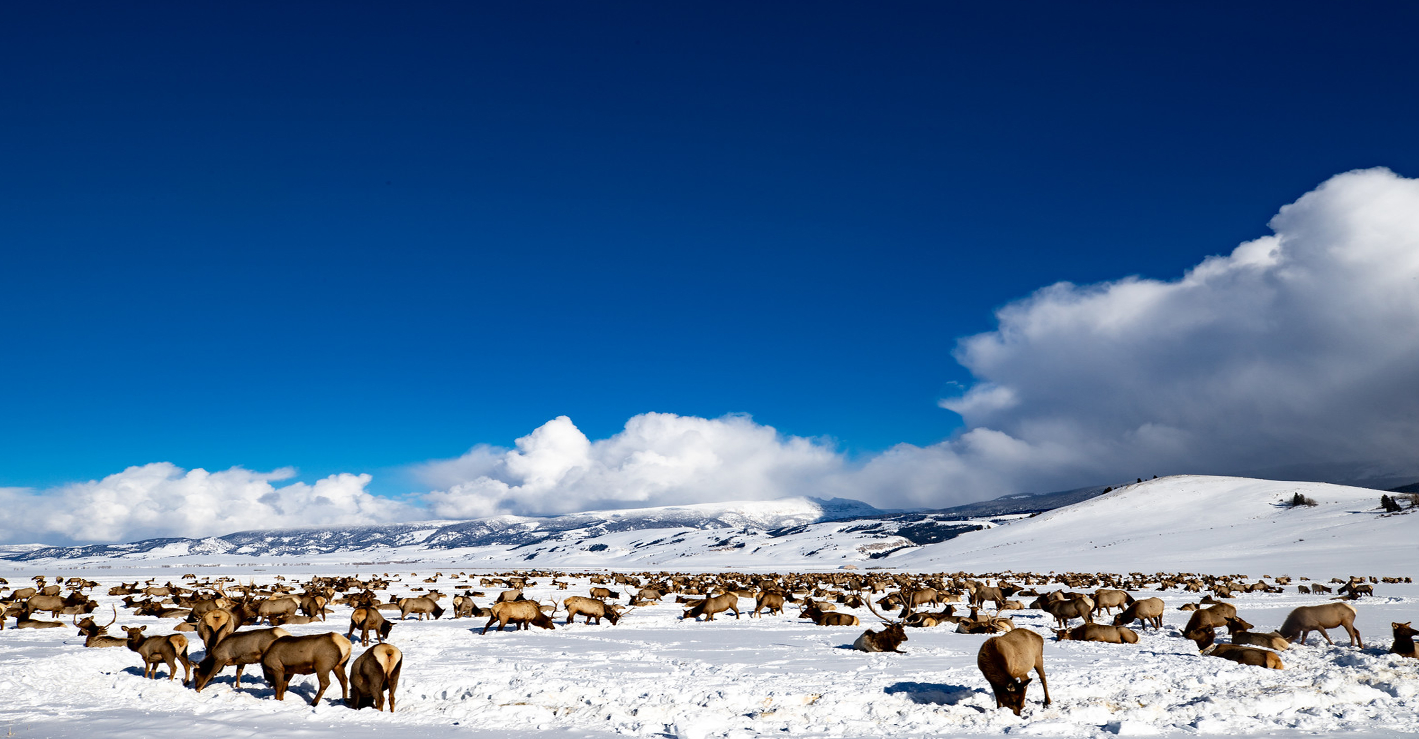 A large herd of elk graze in a snowy field in Grand Teton National Park, United States