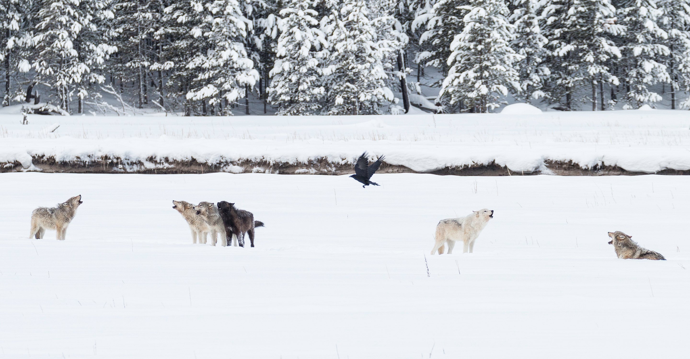 Wapiti Lake wolf pack howling from a snowy riverbank in Yellowstone National Park, United States