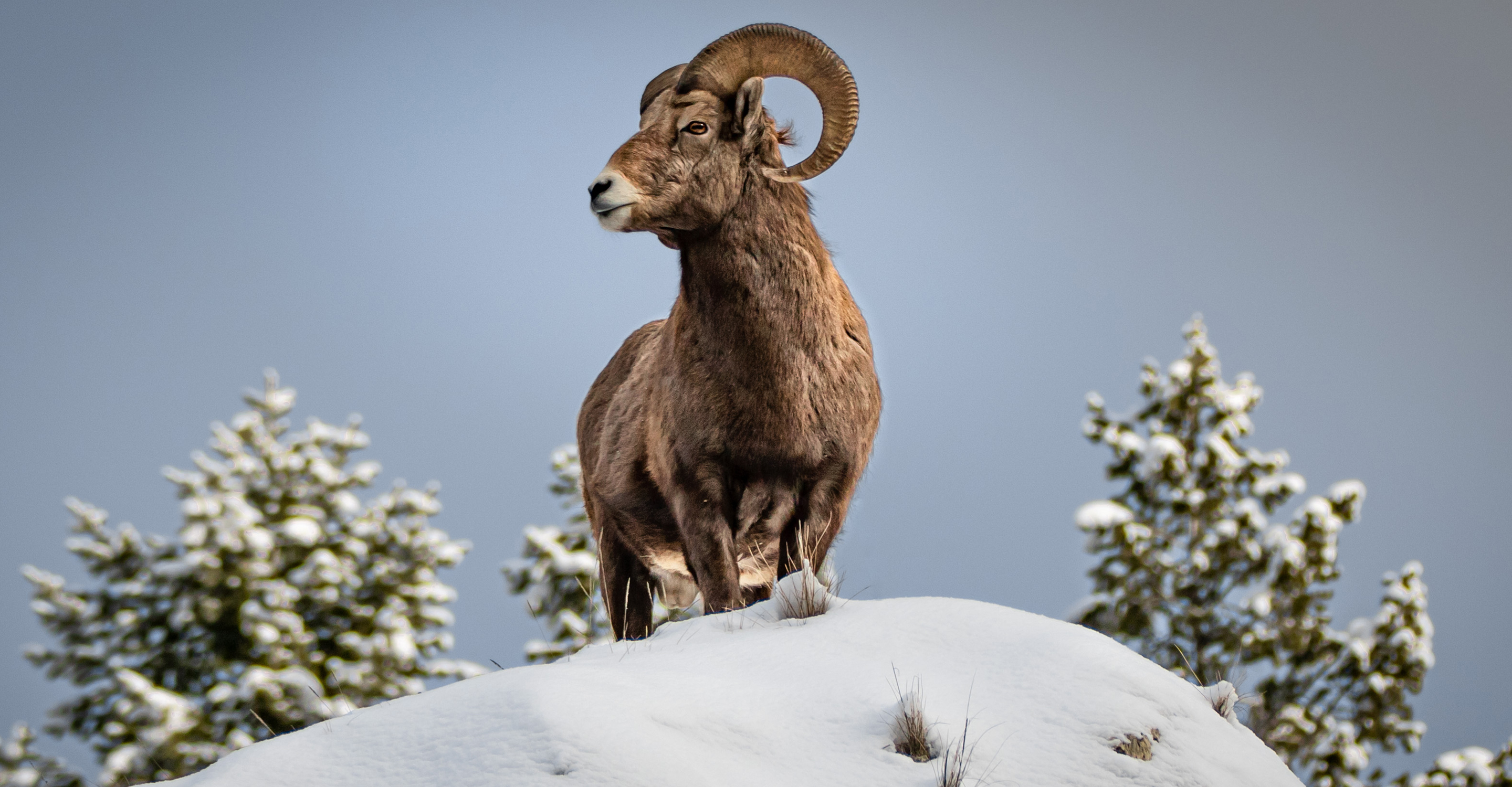 A bighorn sheep stands on a snowy hilltop in Yellowstone National Park, United States