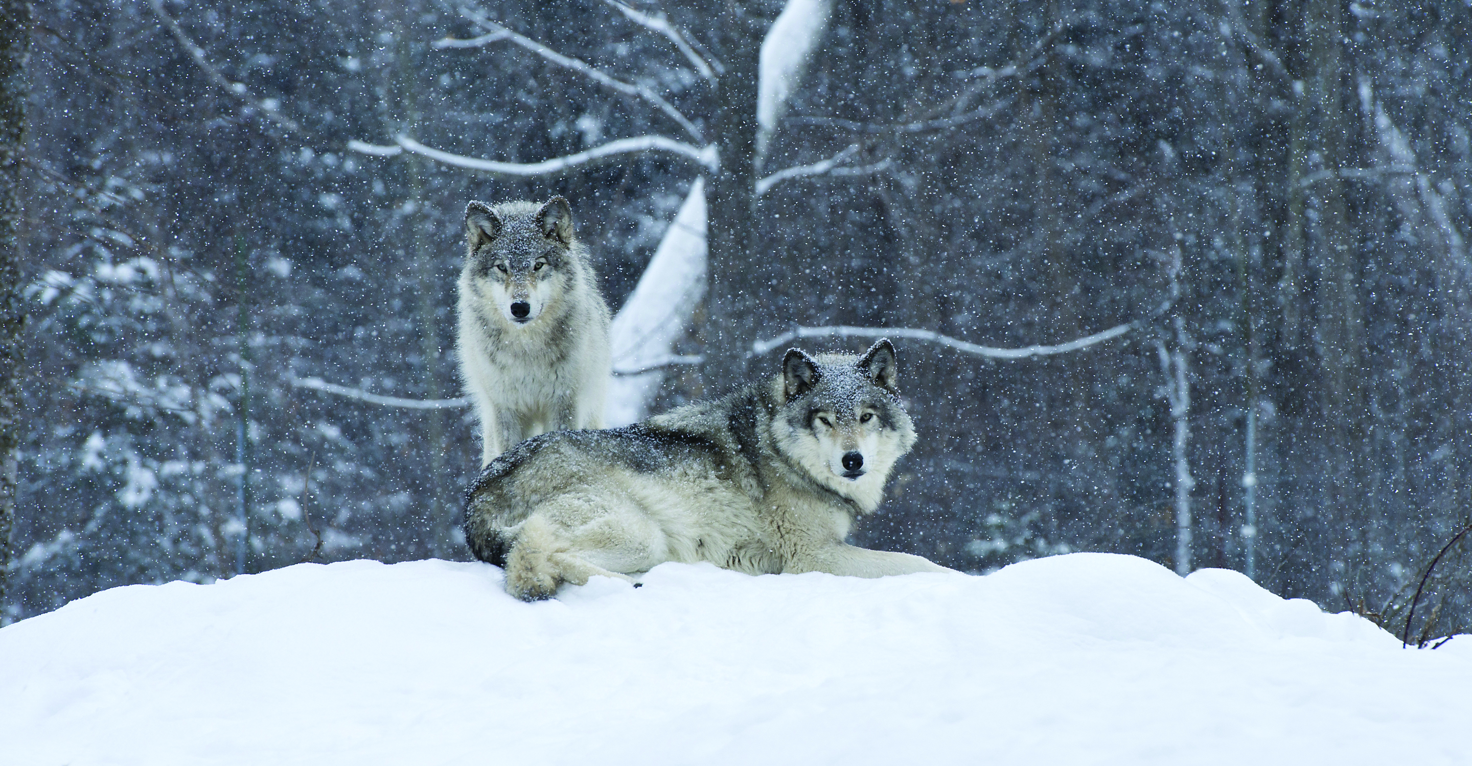 Two gray wolves sit on a snowy hill in Yellowstone National Park, United States