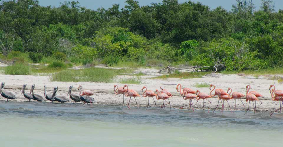 Brown pelicans and American flamingos walk through the water, Isla Holbox, Mexico