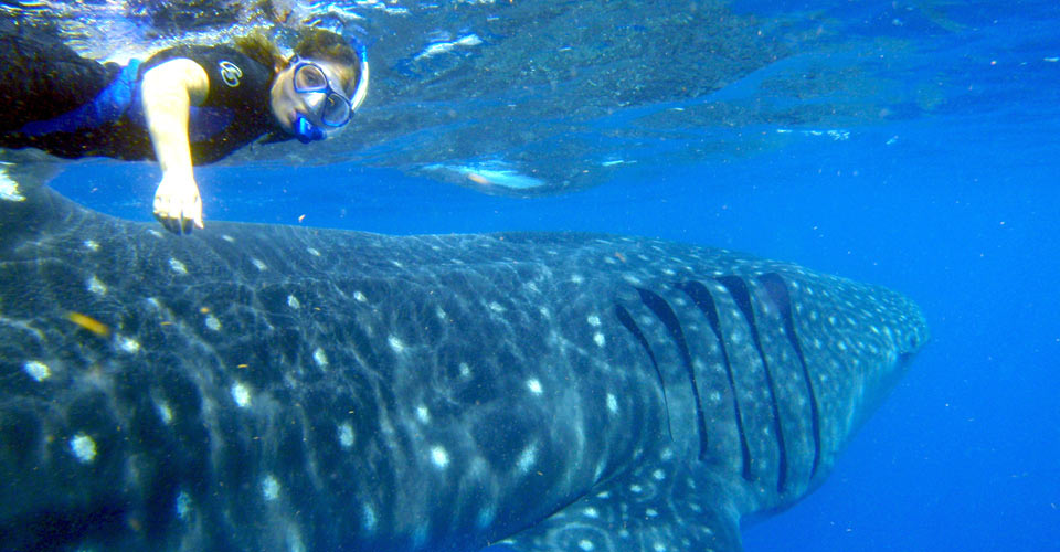 A traveler snorkels near a whale shark, Isla Holbox, Mexico