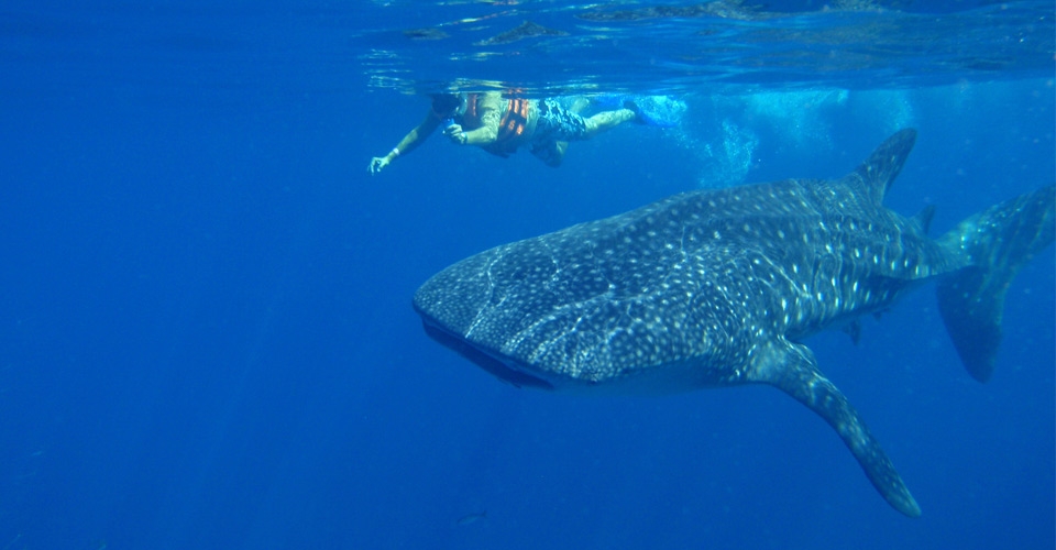 A traveler swims near a whale shark, Isla Holbox, Mexico