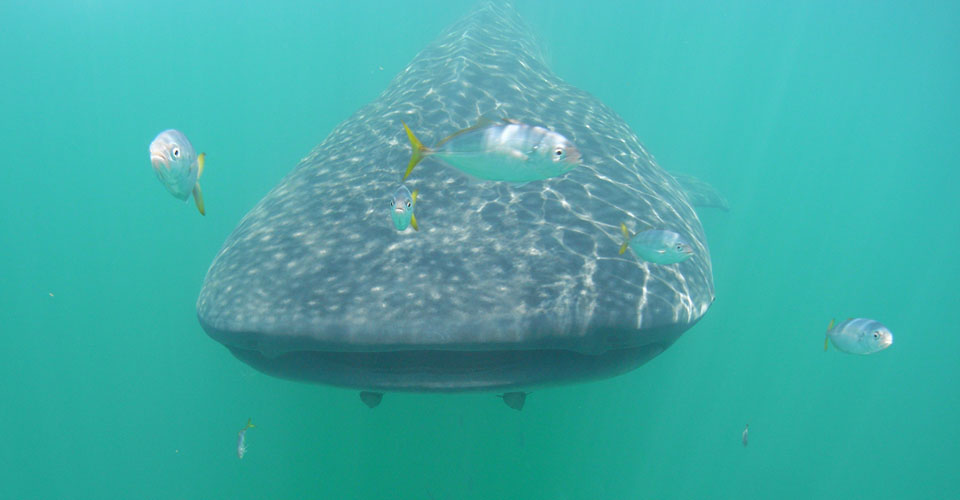 Close-up of a whale shark, Isla Holbox, Mexico