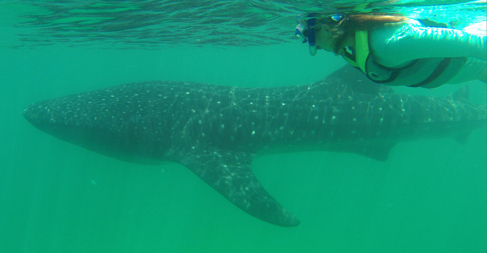 A snorkeler swims near a whale shark, Isla Holbox, Mexico