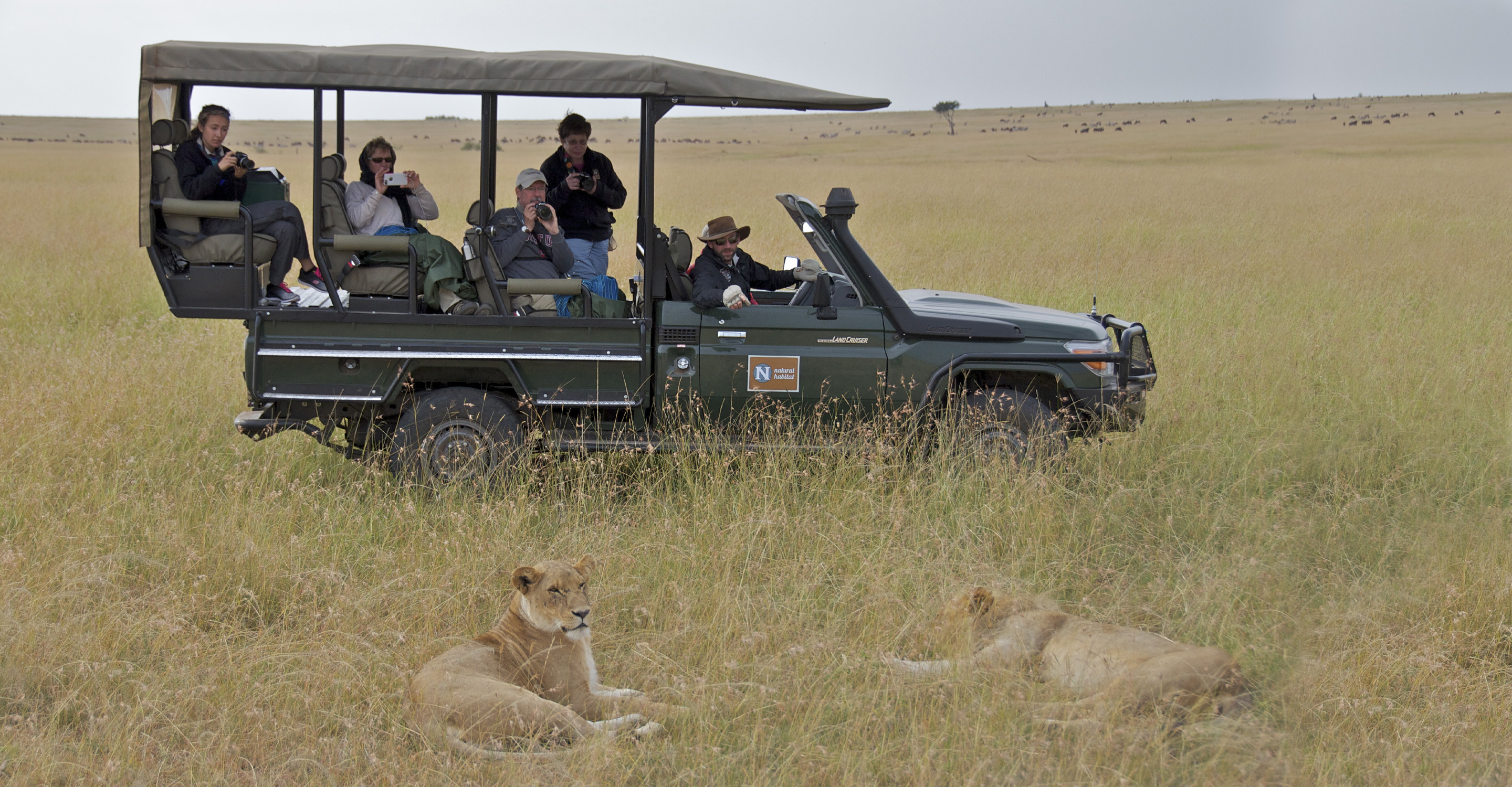 Natural Habitat Adventures travelers in a safari vehicle view two African lions relaxing in the grass of the Maasai Mara National Reserve, Kenya