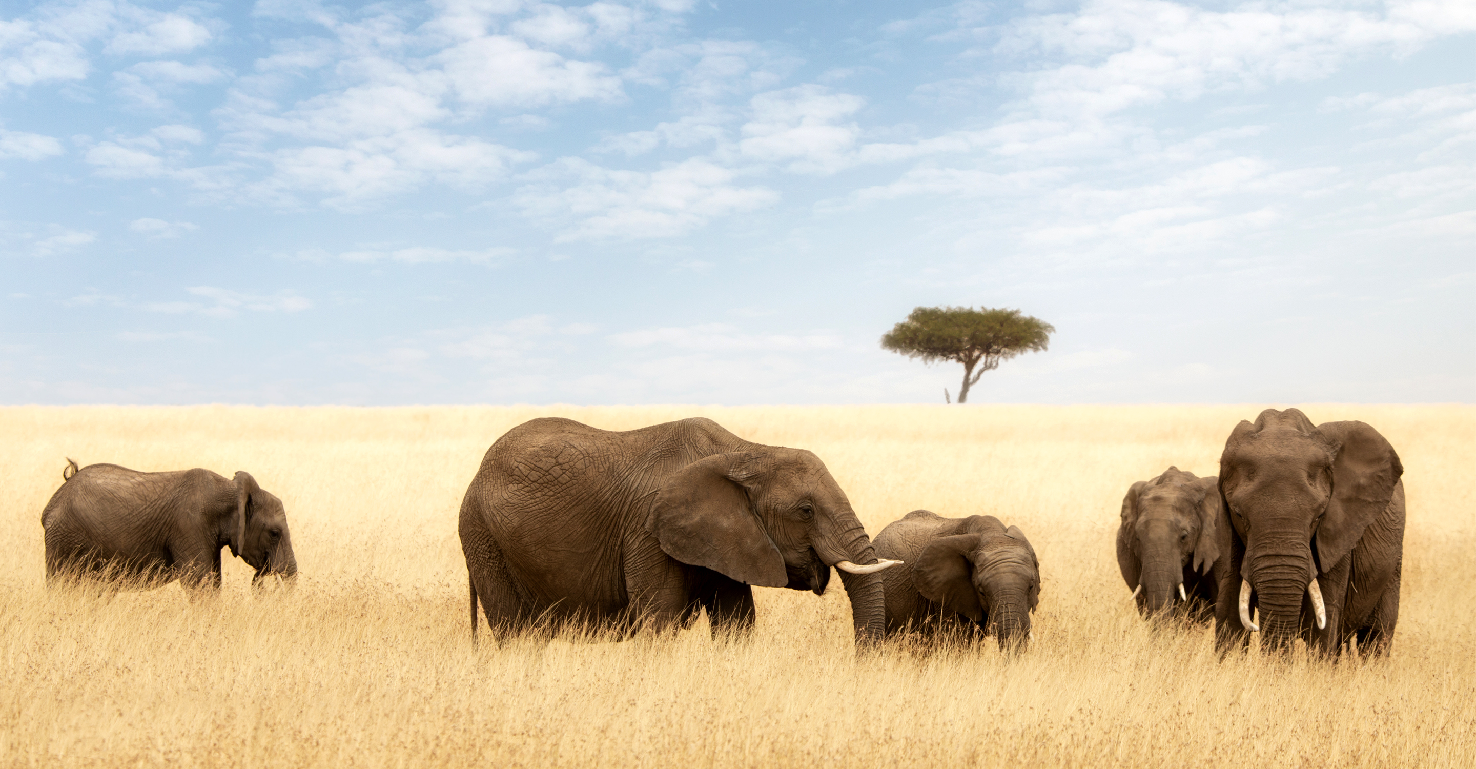 A herd of African elephants graze in the grasses of the Maasai Mara National Reserve, Kenya