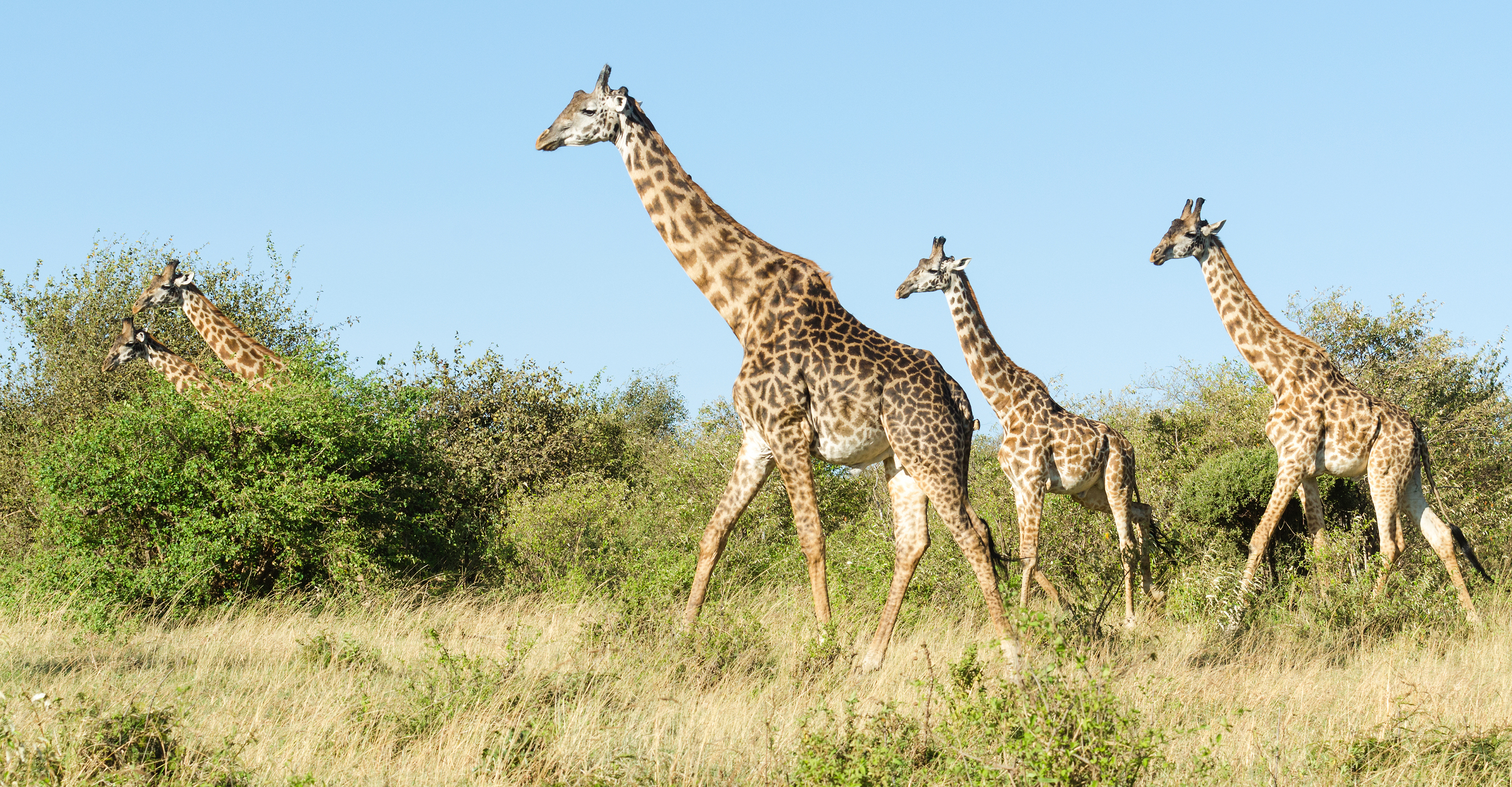 Five giraffes walk together in Maasai Mara National Reserve, Kenya