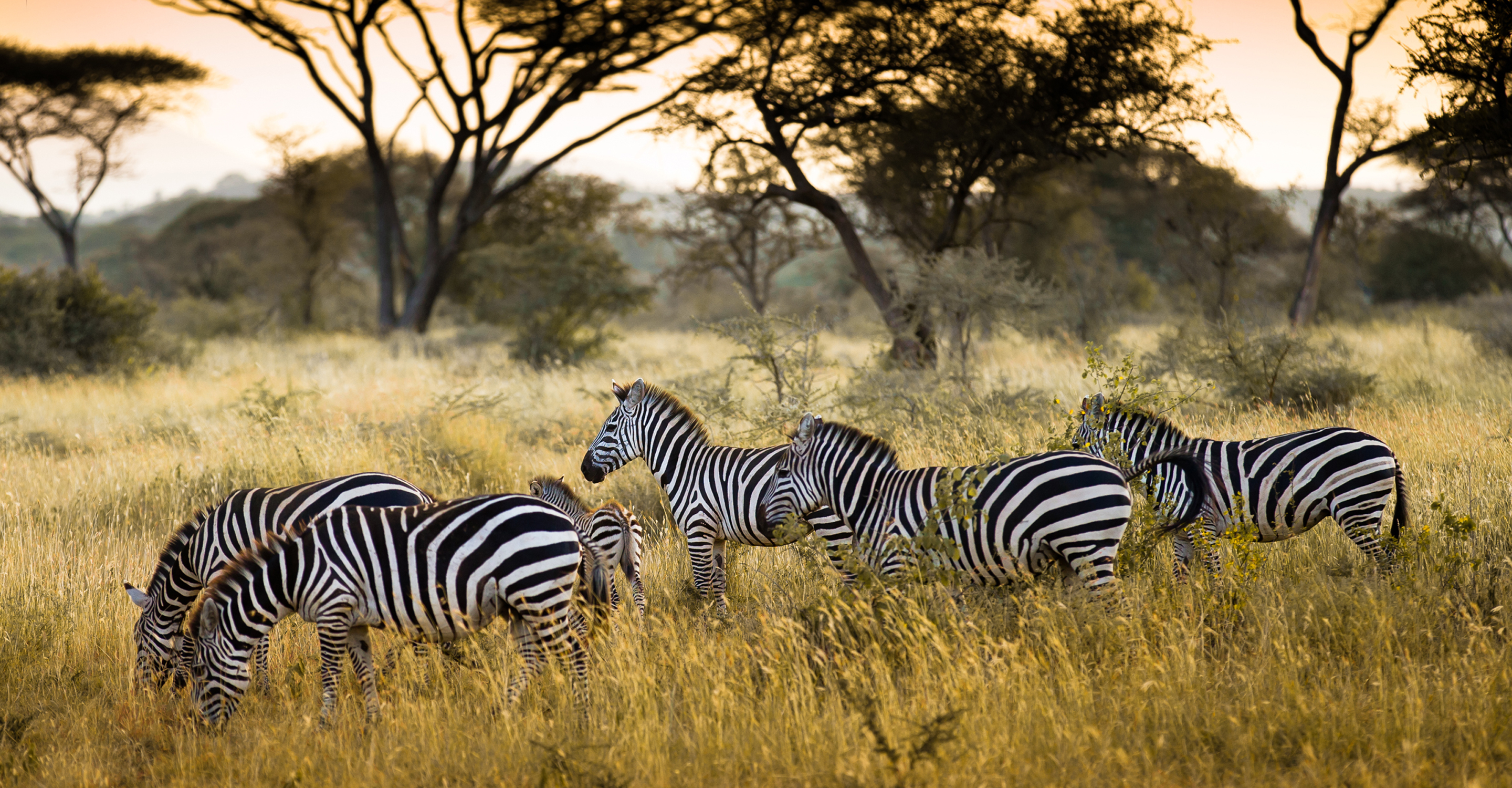 A herd of Grevy's zebra graze in Ol Pejeta Conservancy, Laikipia, Kenya