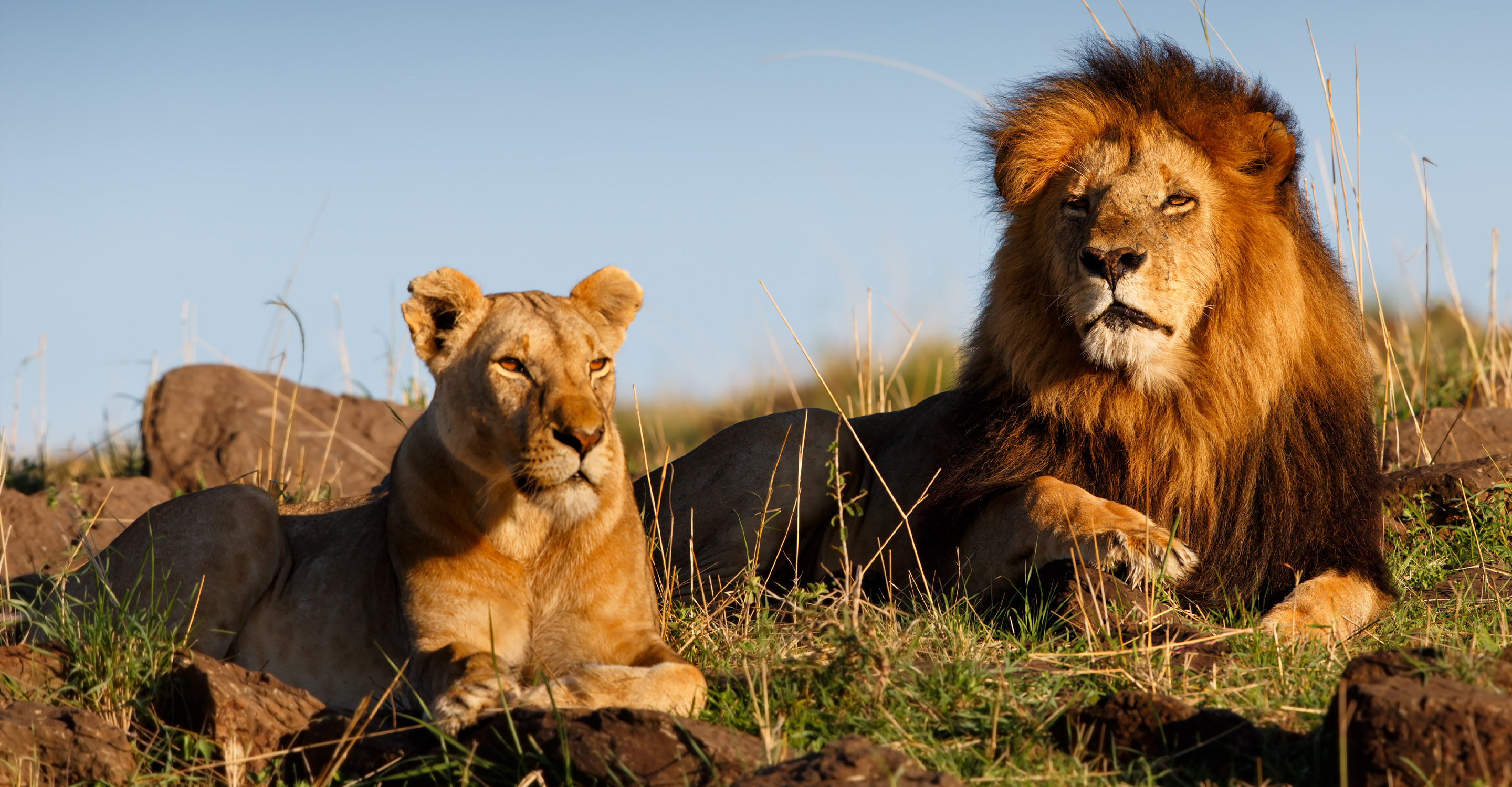 An African lion and lioness rest together, Ol Pejeta Conservancy, Laikipia, Kenya